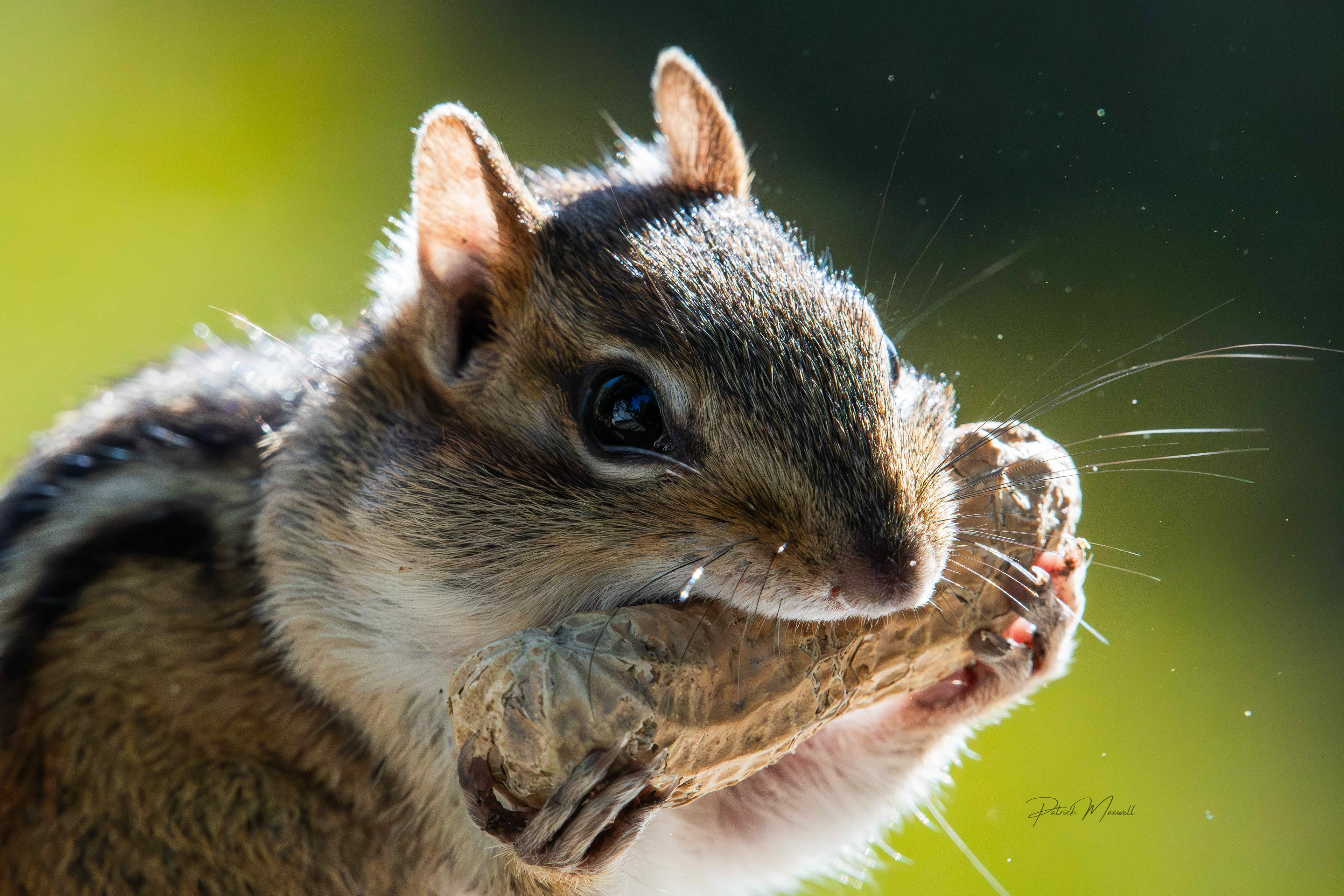 Eastern Chipmunk