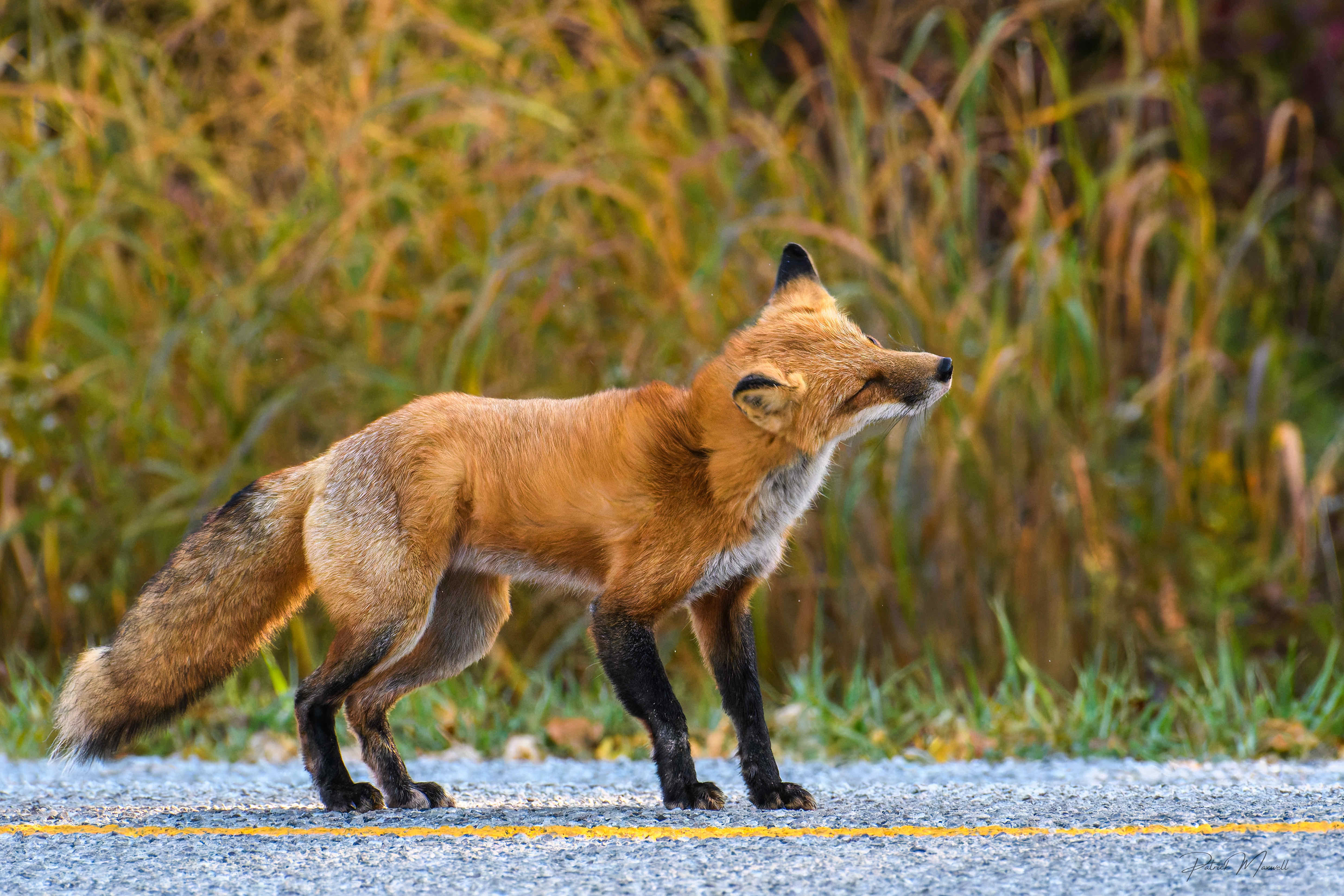 Red Fox