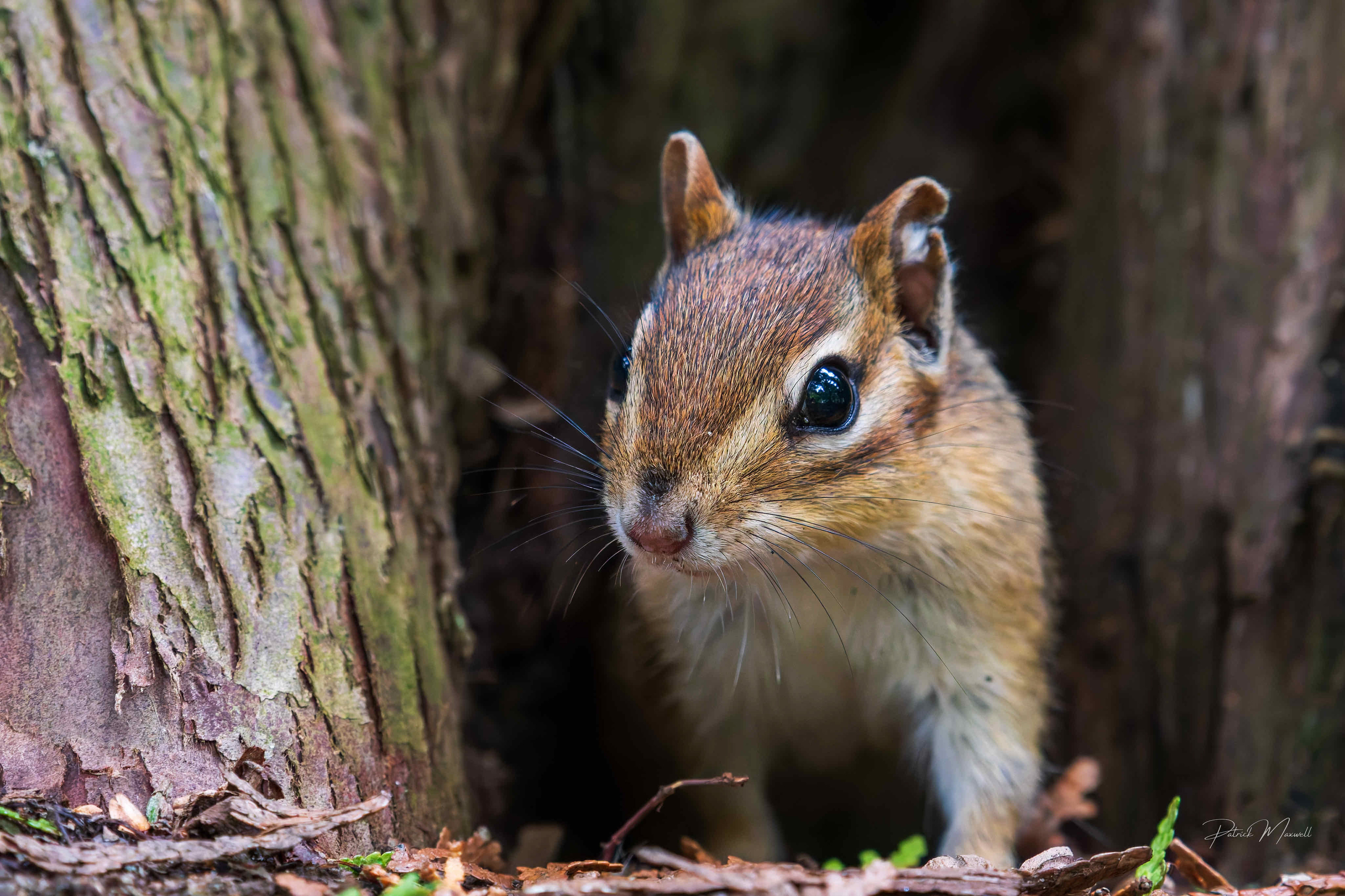 Eastern Chipmunk
