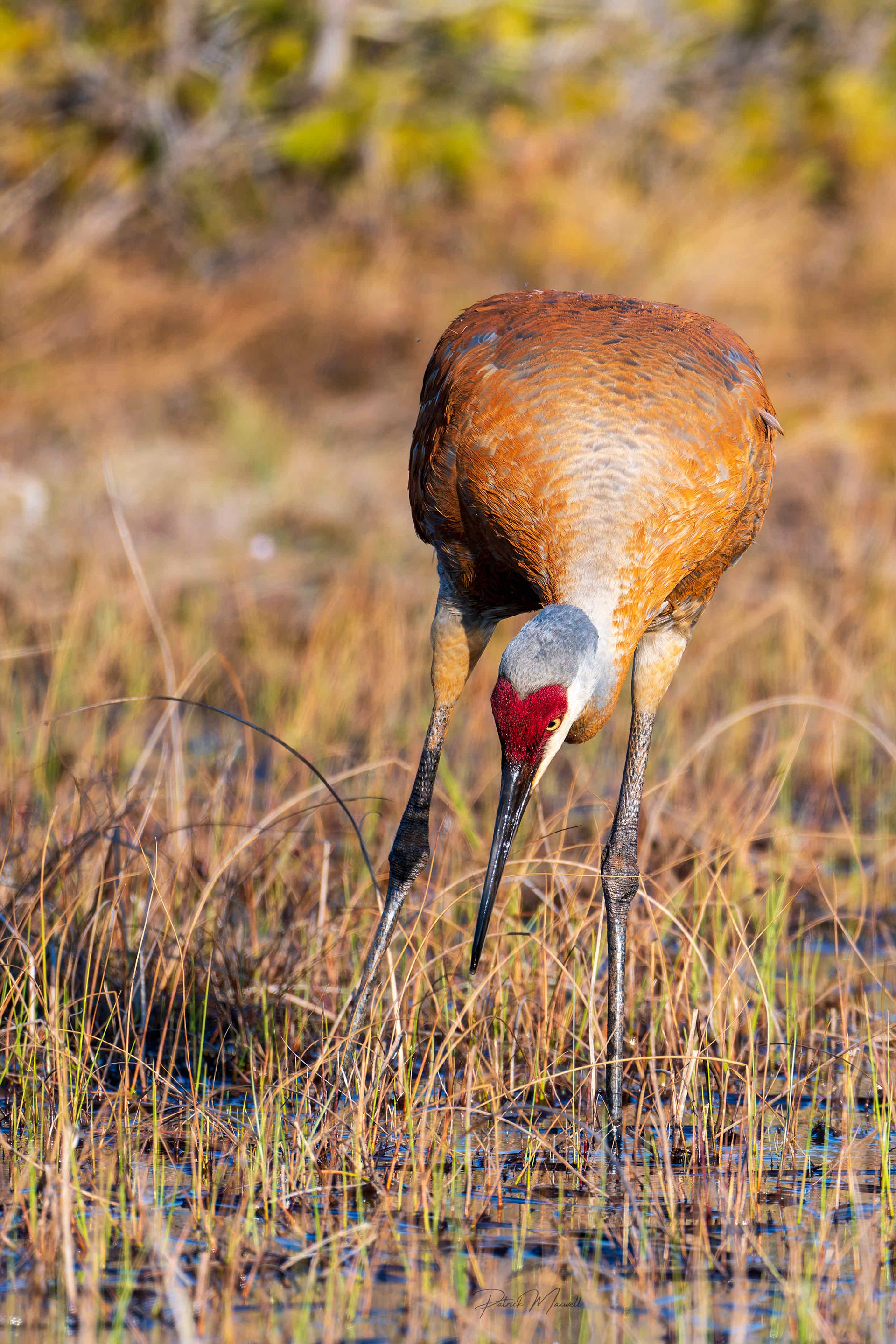 Sandhill Crane