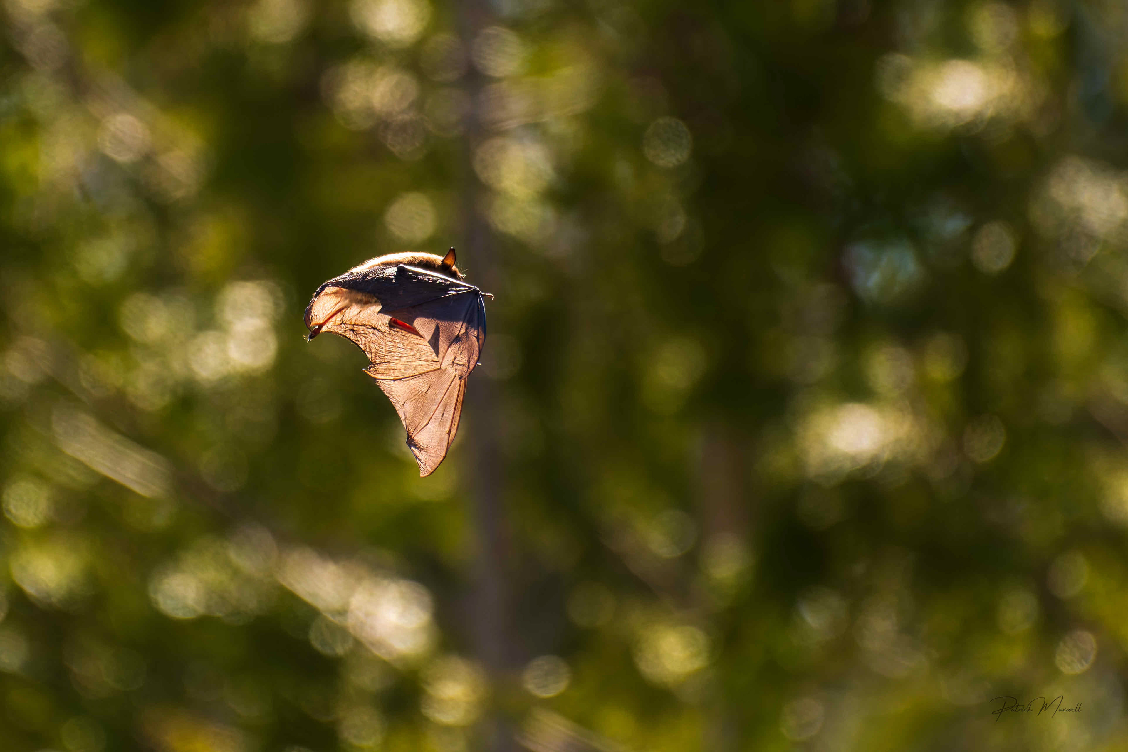 Little Brown Myotis Bat