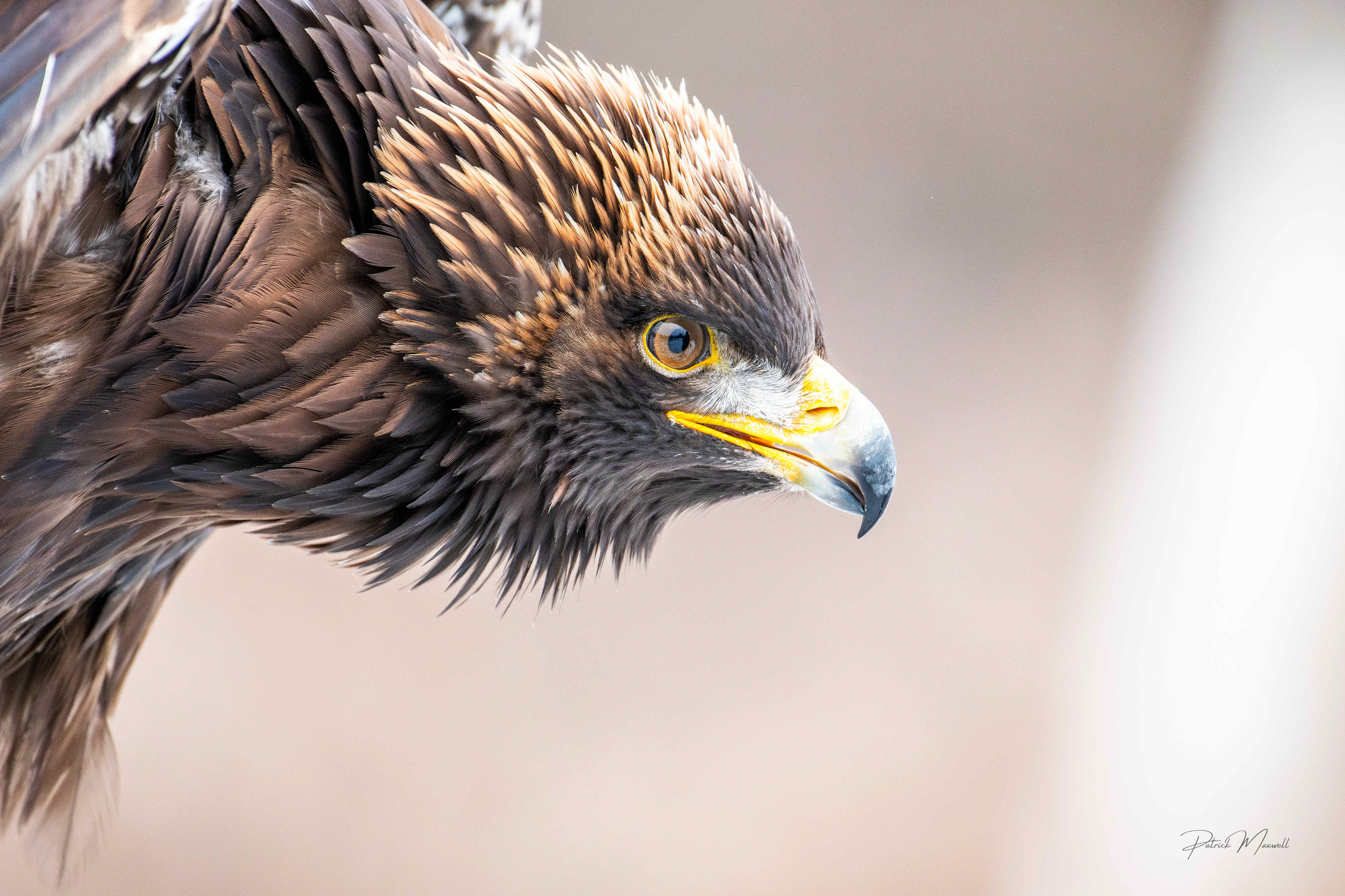 Golden Eagle