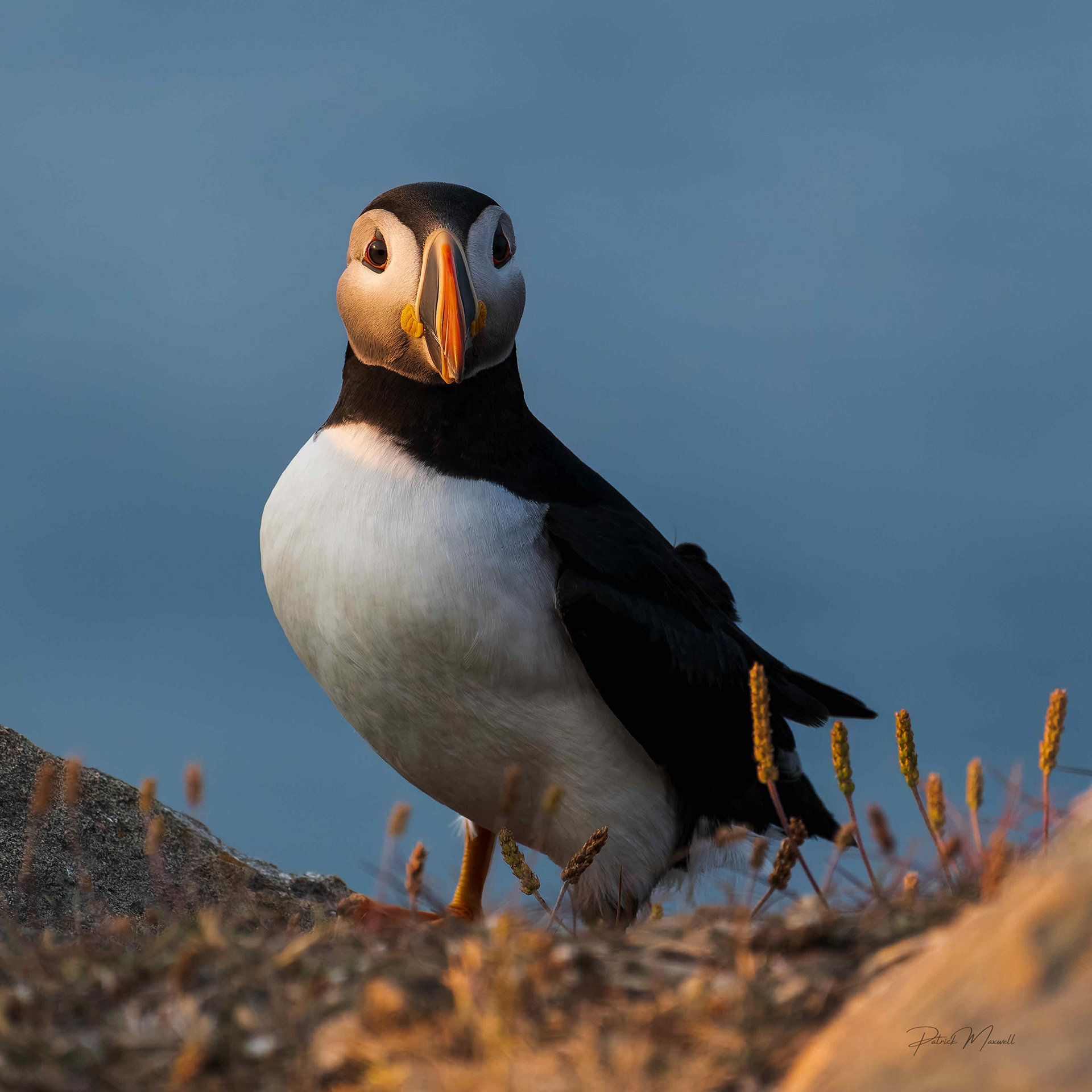 Atlantic Puffin