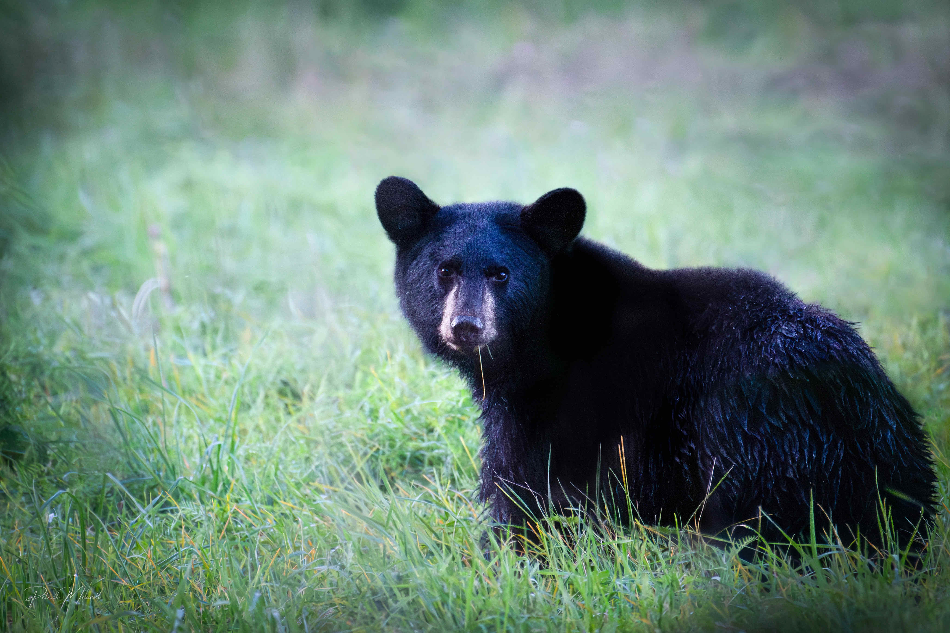 Black Bear Yearling Cub