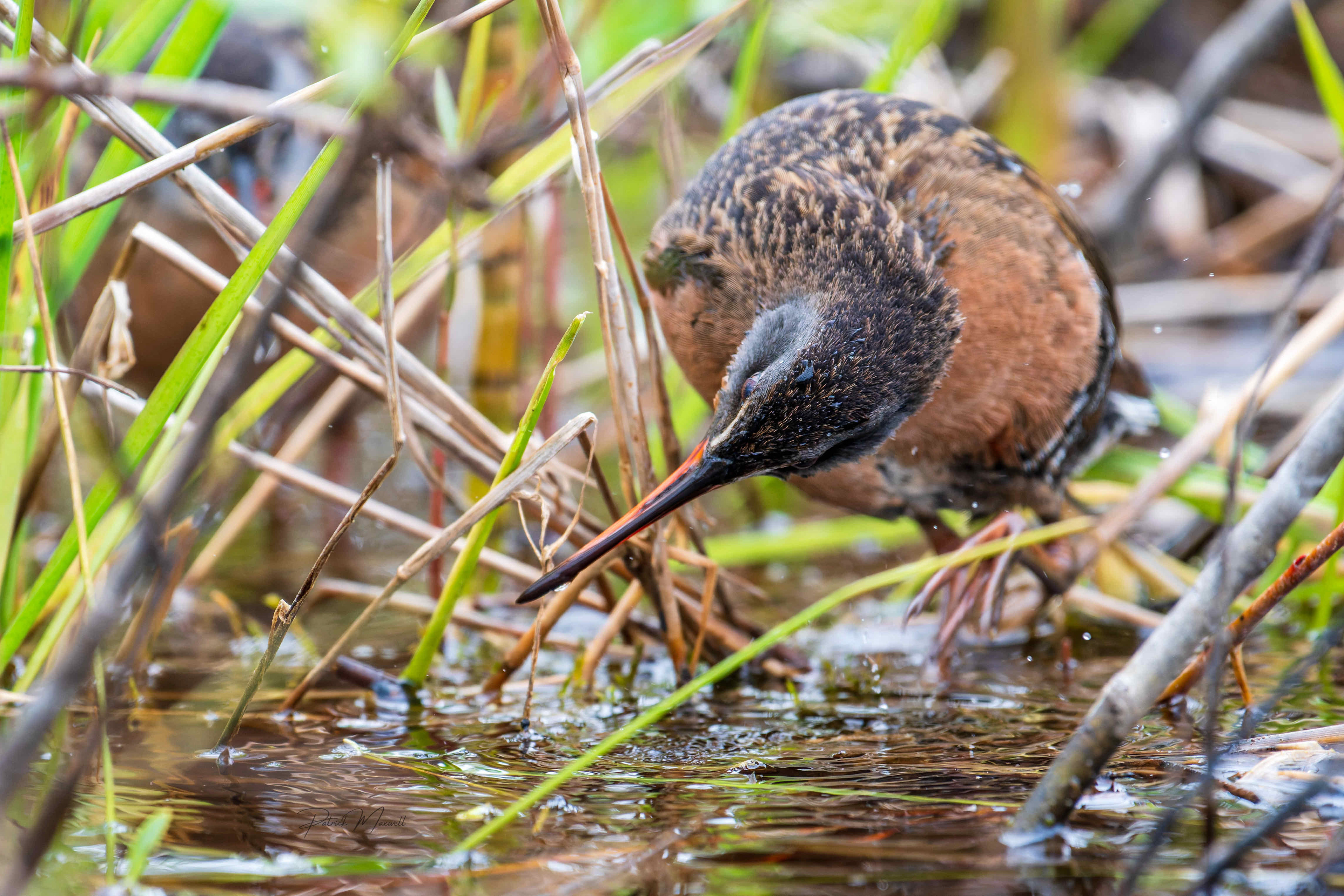 Virginia Rail