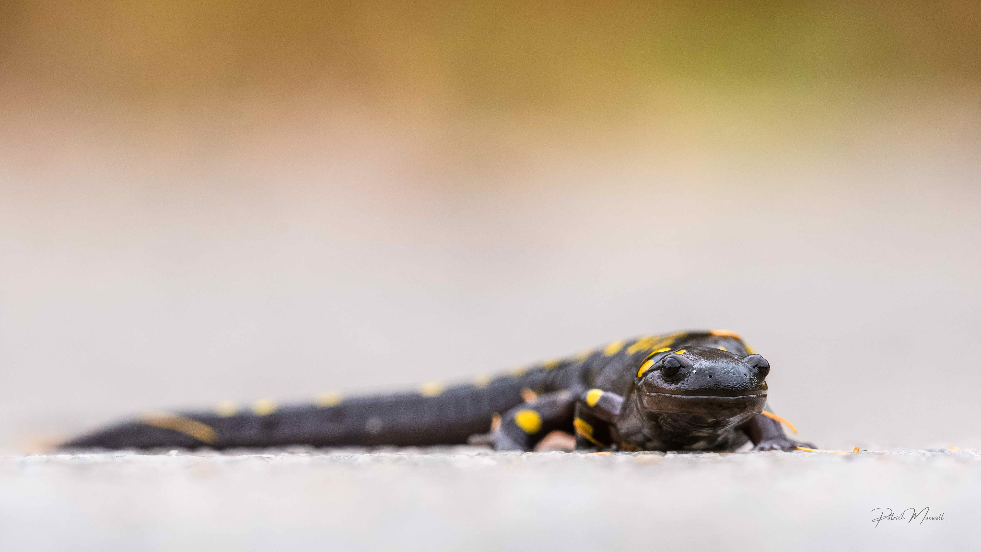 Spotted Salamander