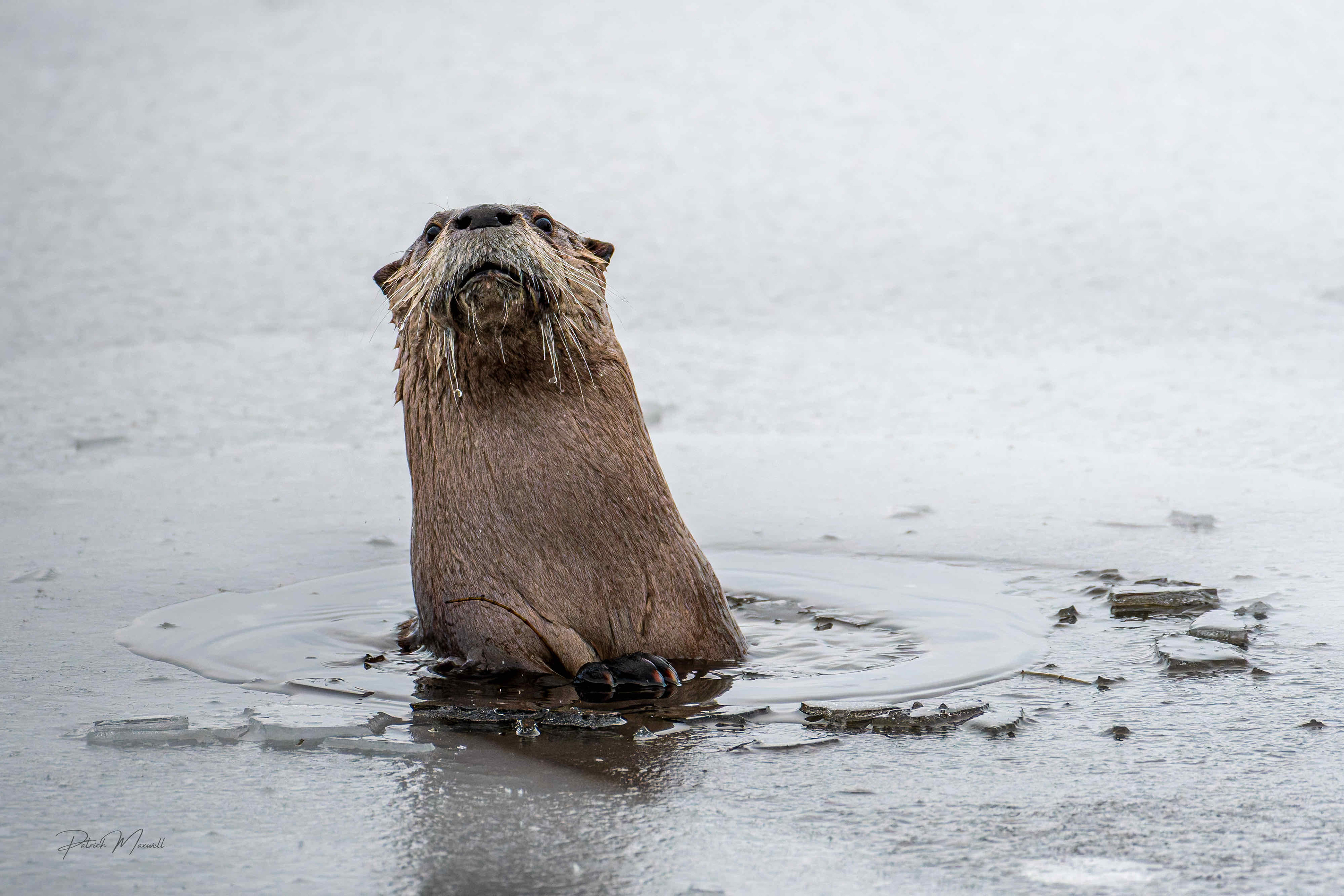 North American River Otter