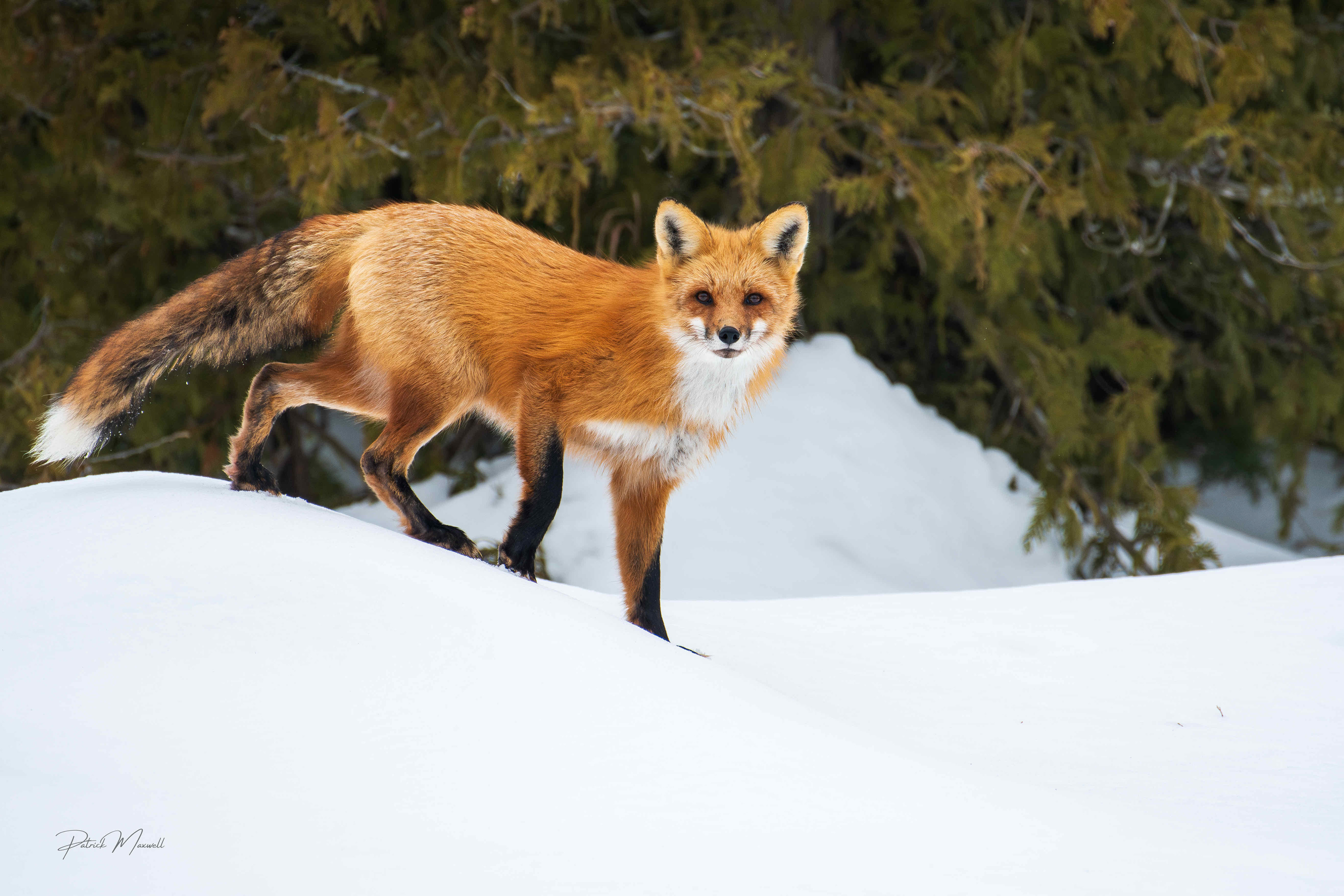 Red Fox