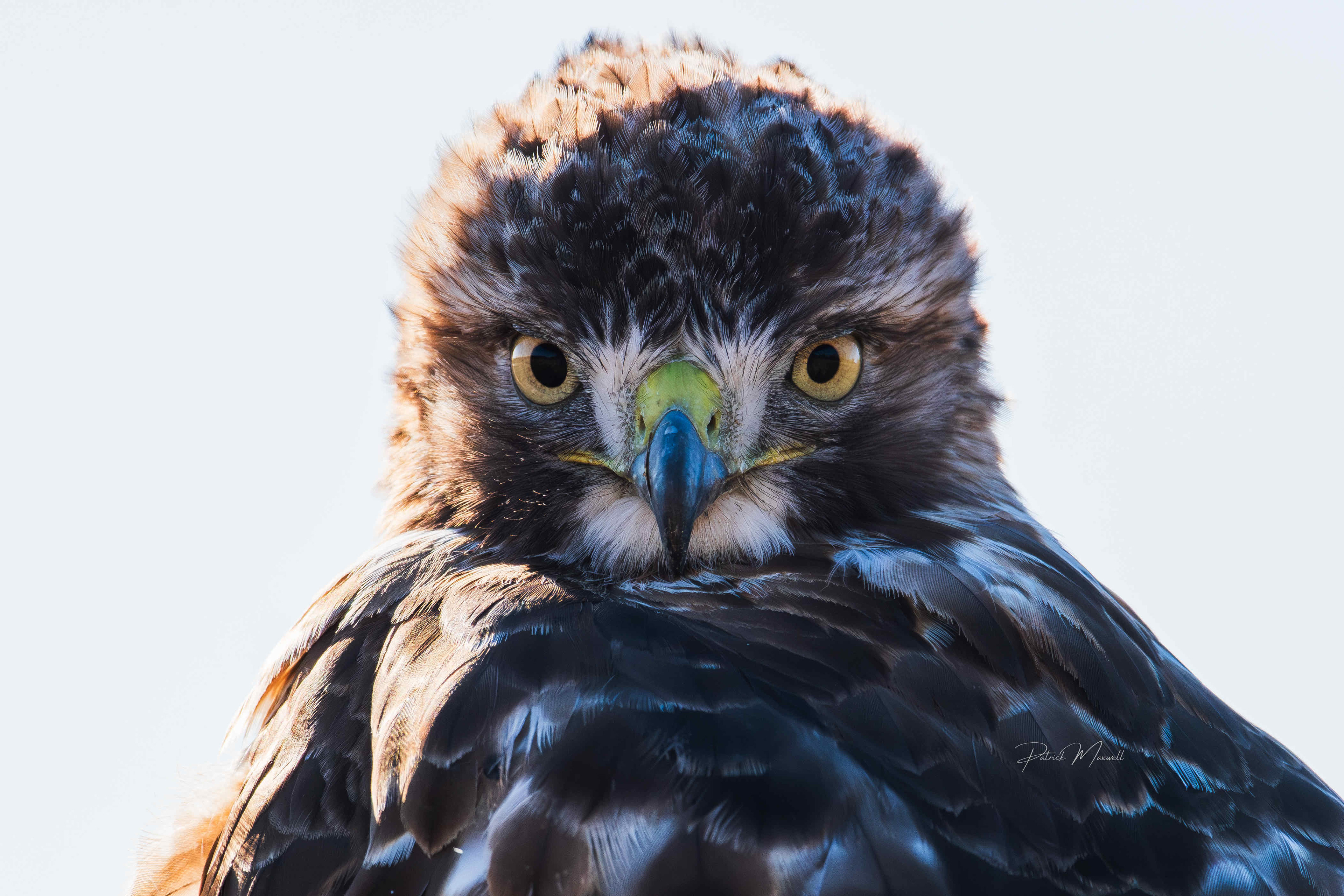 Red-tailed Hawk