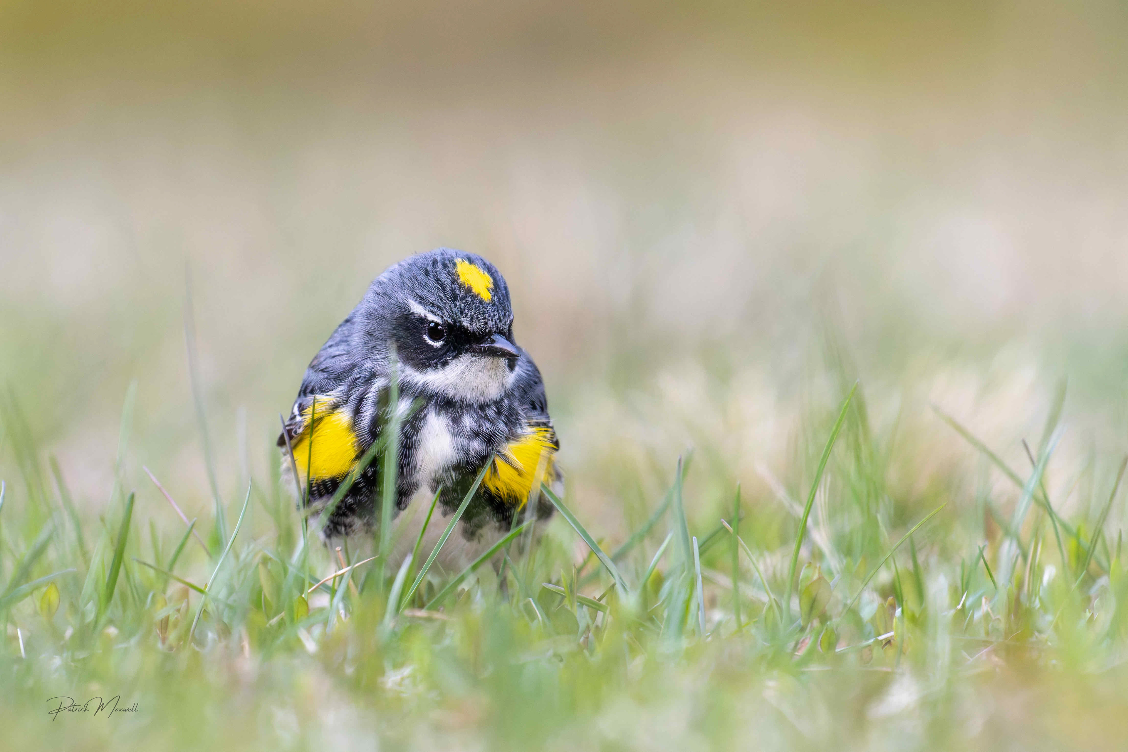 Yellow-rumped Warbler