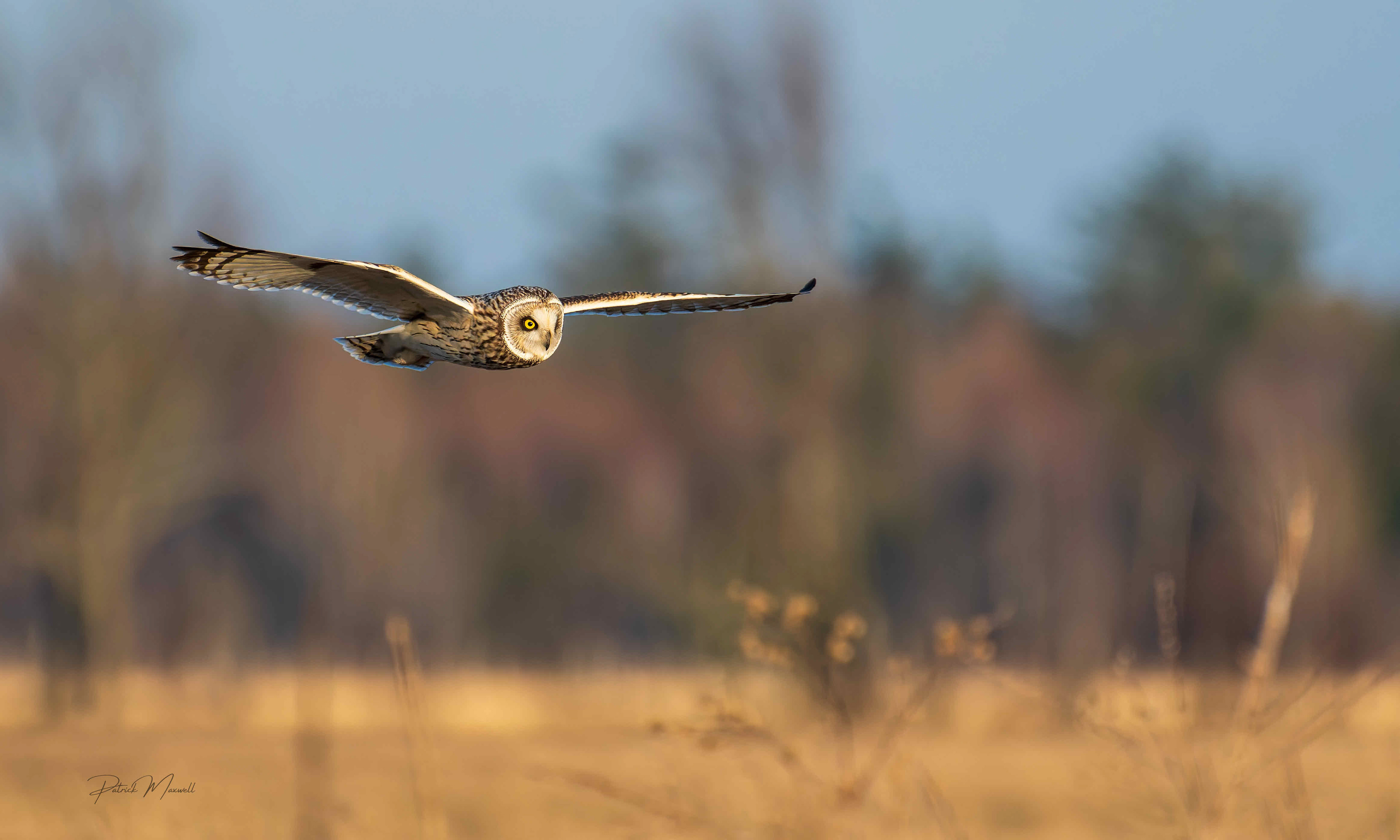 Short-eared Owl