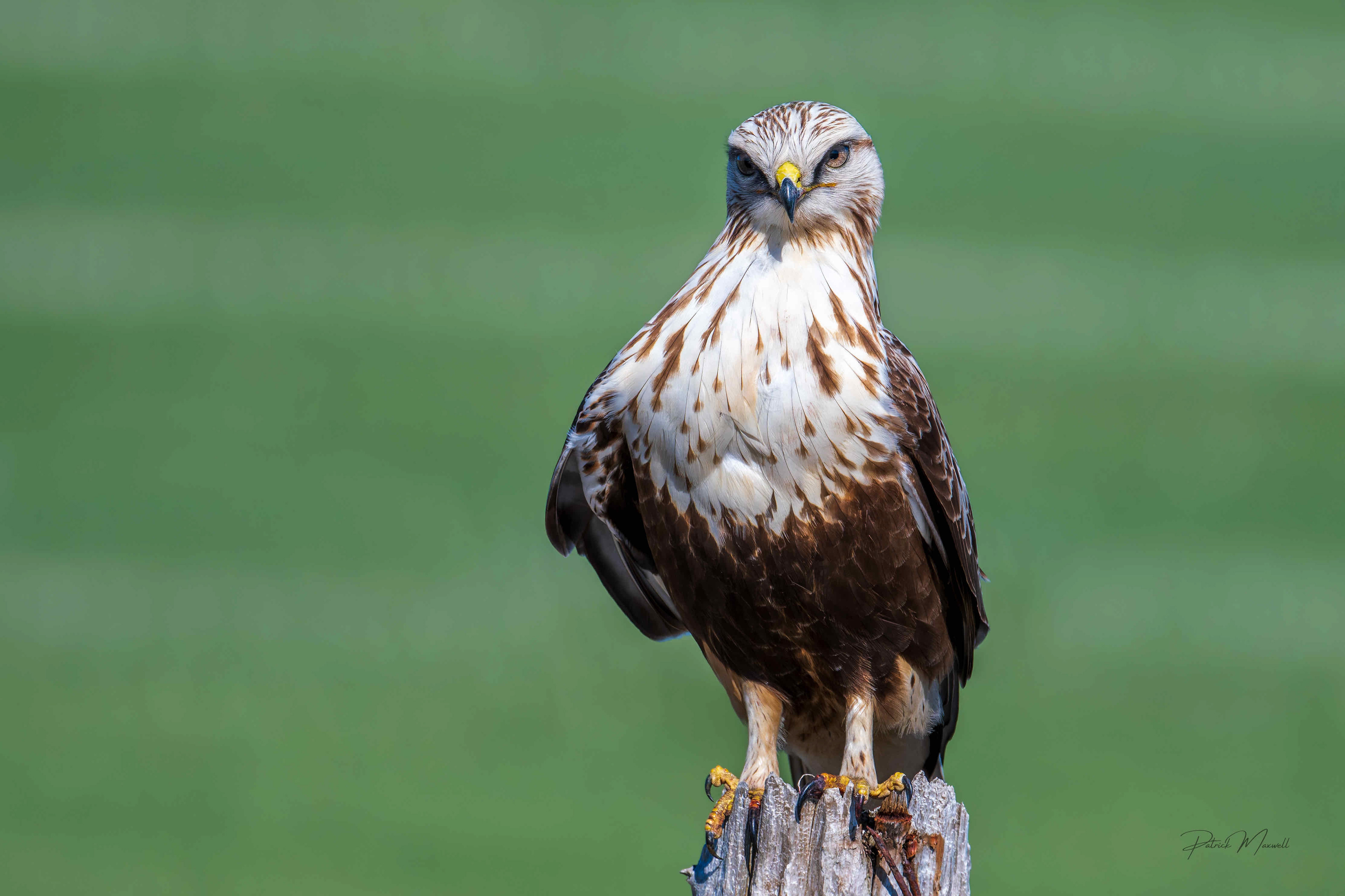 Rough-legged Hawk