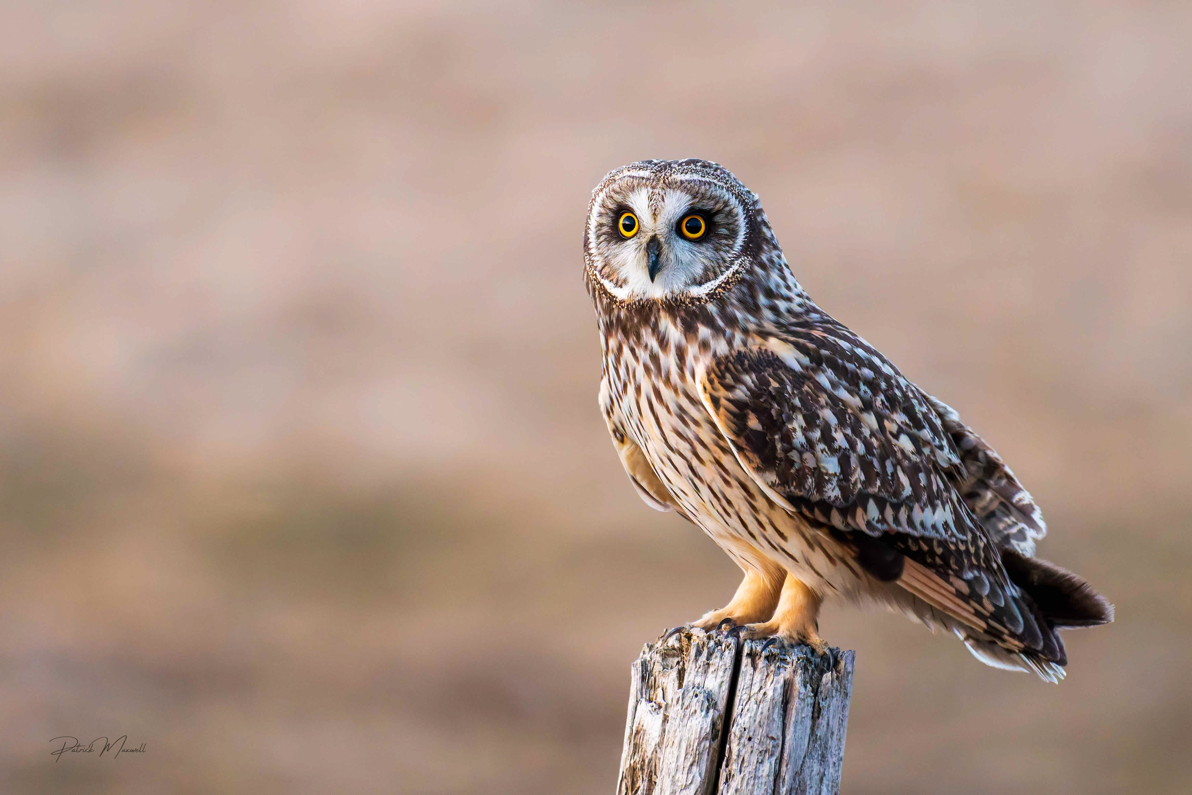 Short-eared Owl
