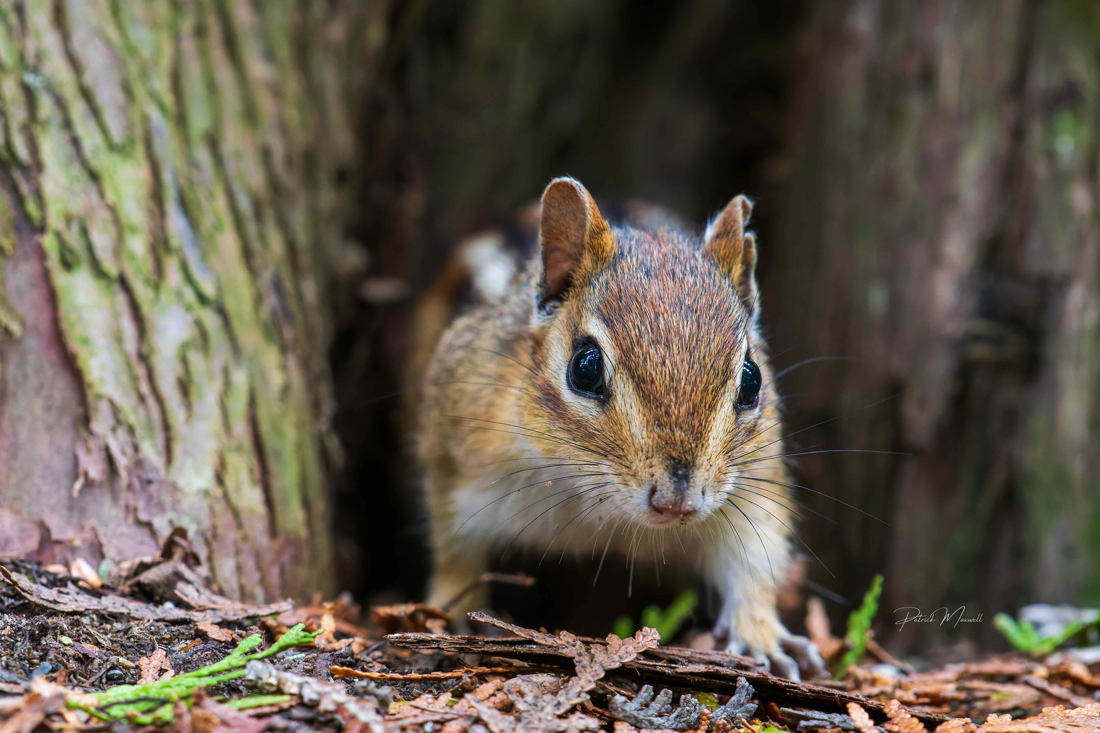 Eastern Chipmunk