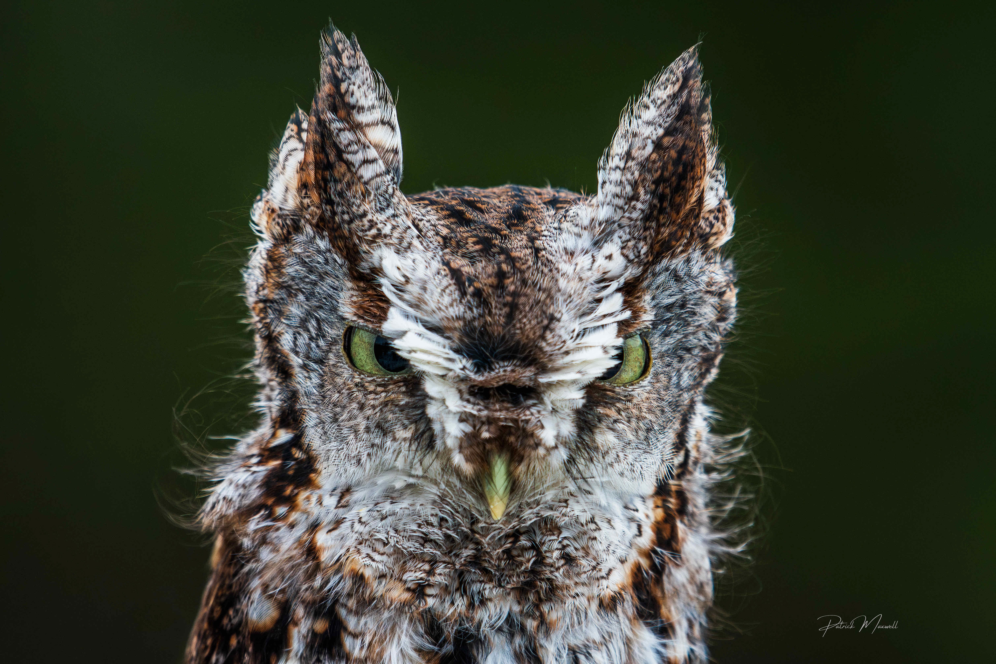 Eastern Screech Owl