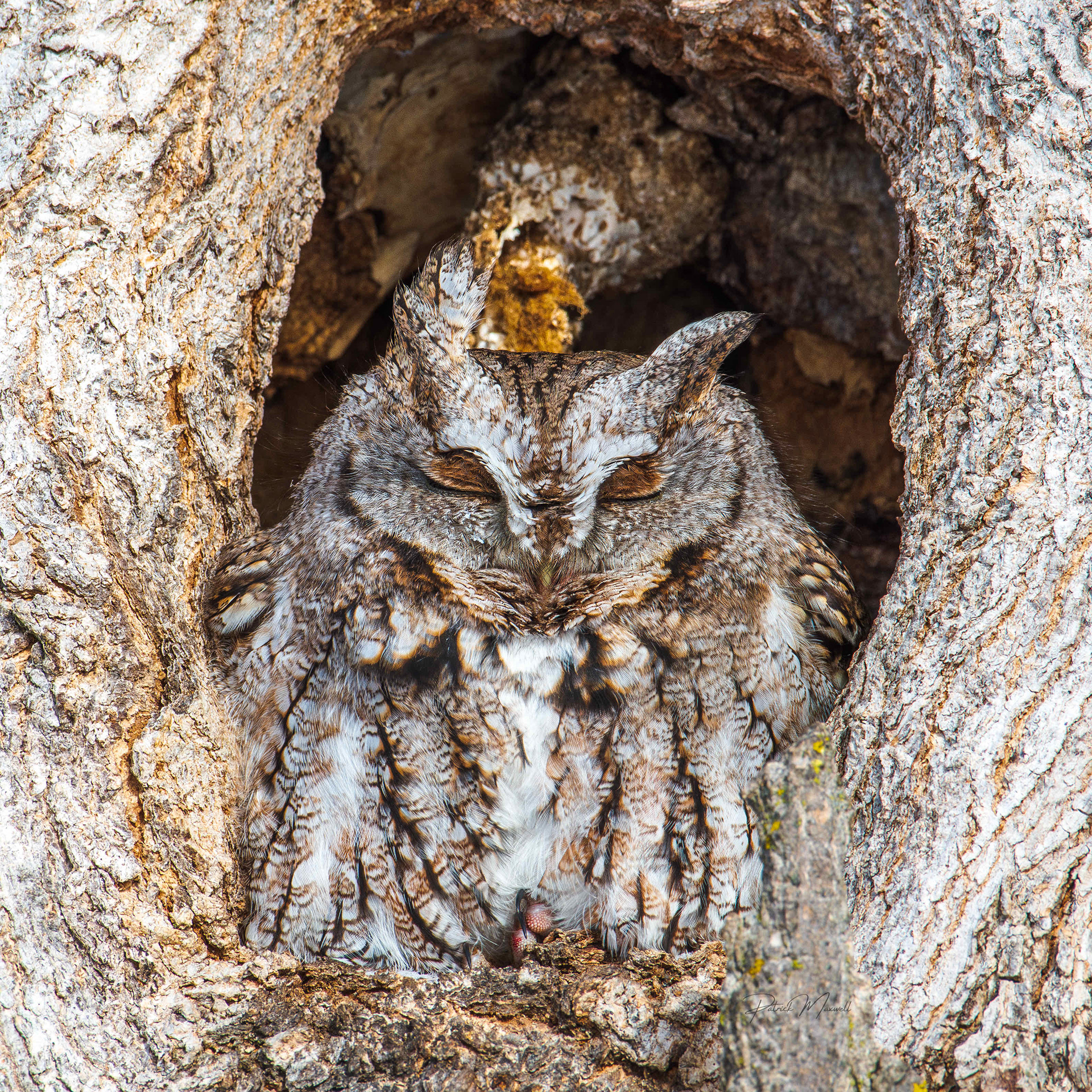 Eastern Screech Owl (Intermediate Brown-Morph)