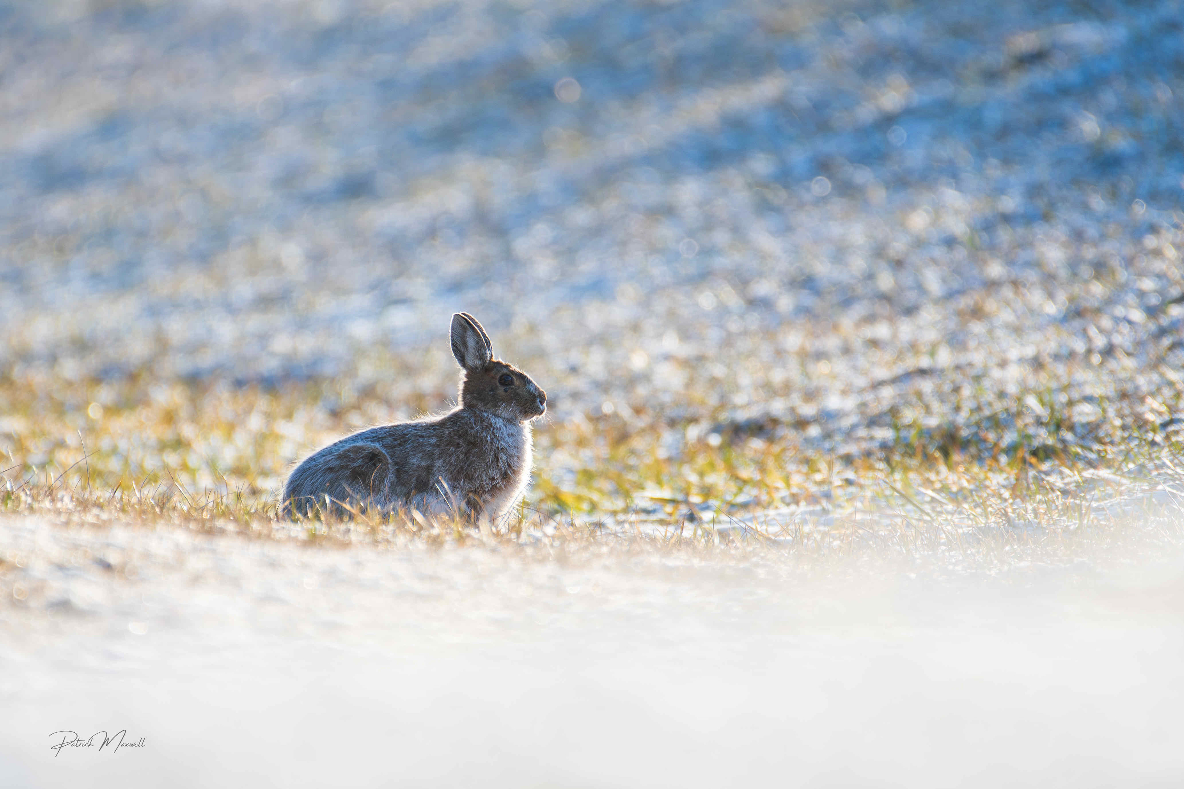 Snowshoe Hare