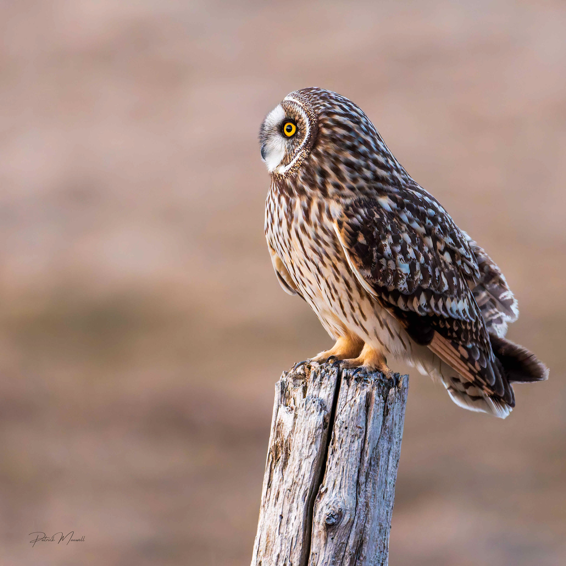 Short-eared Owl