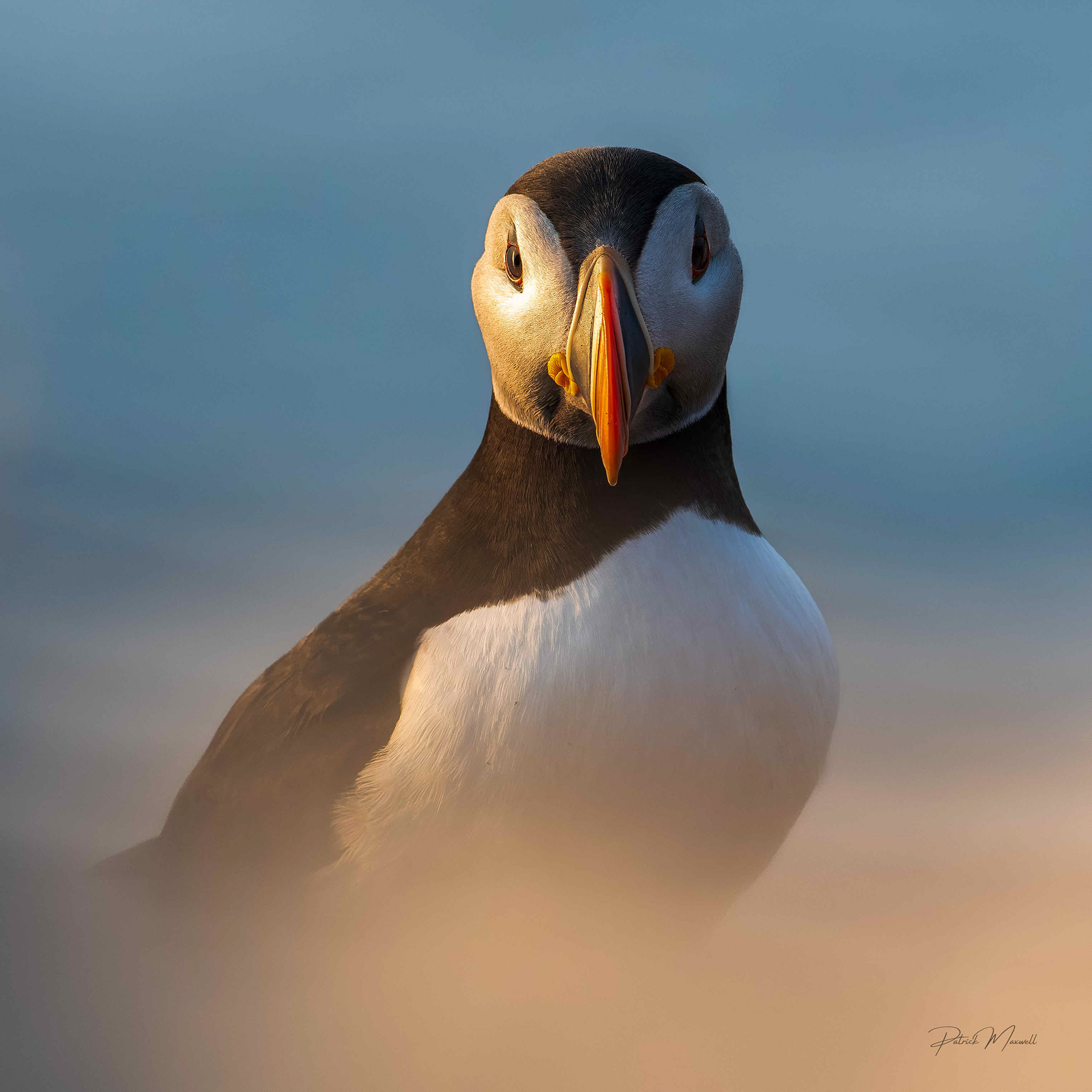 Atlantic Puffin