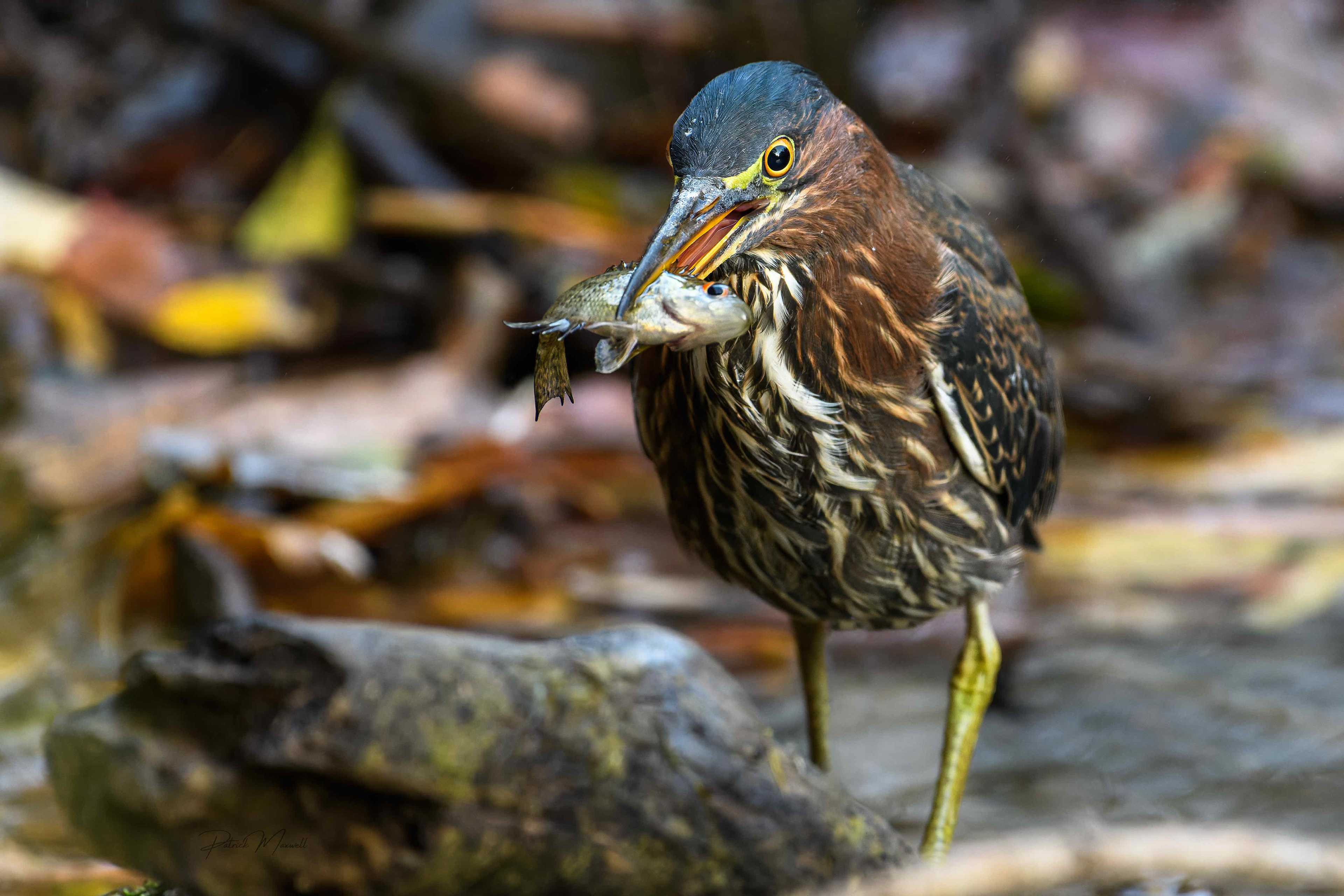 Green Heron