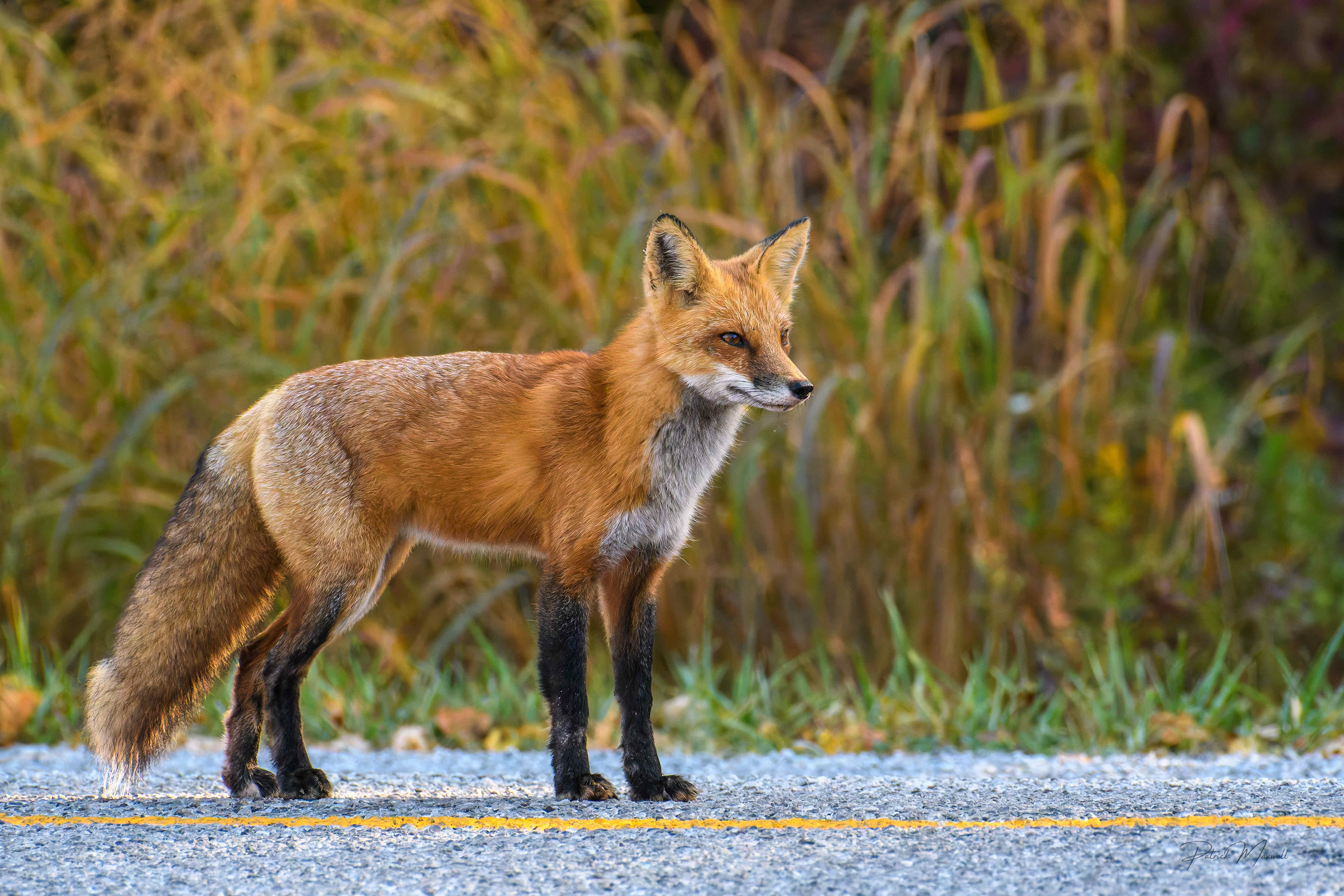 Red Fox