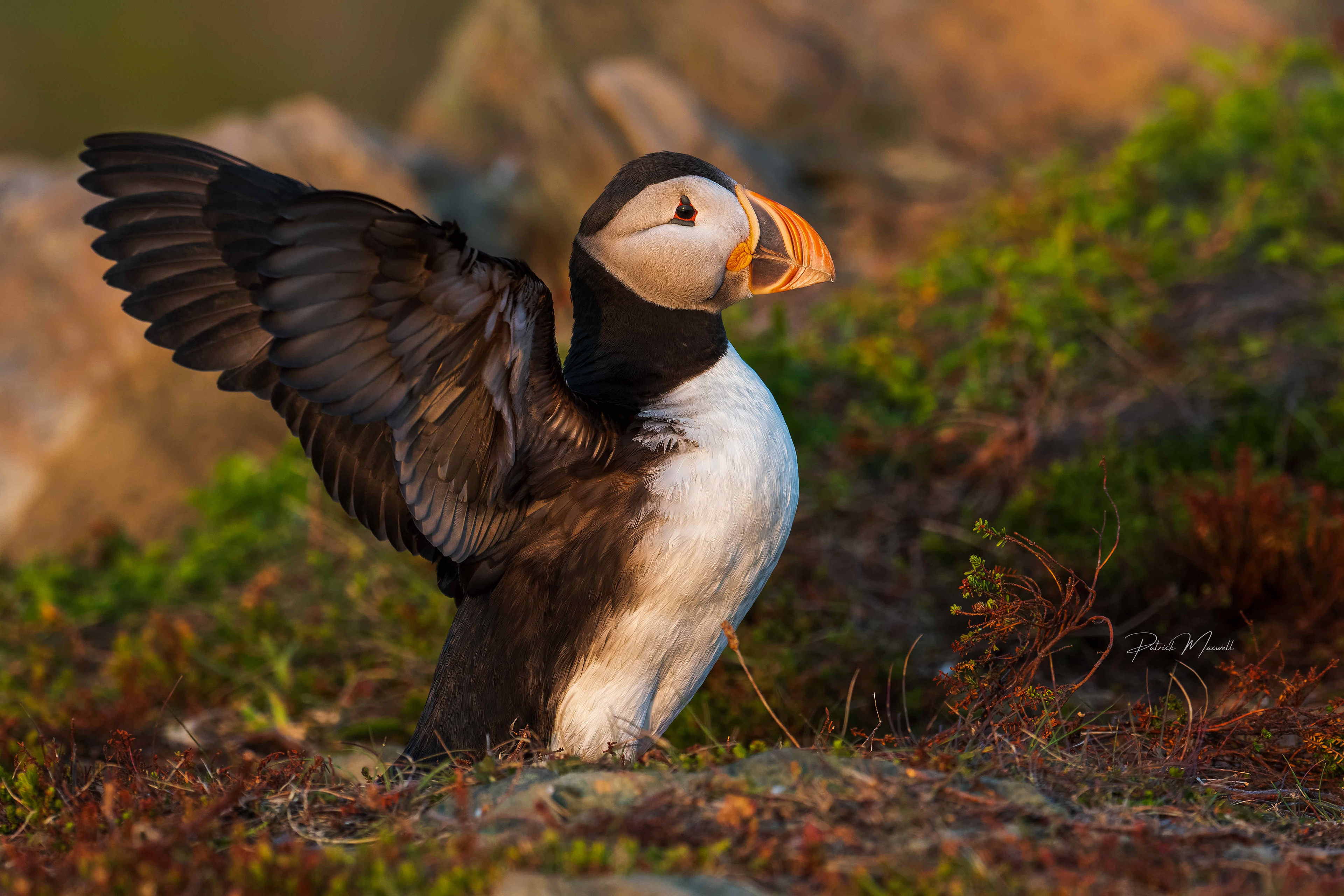 Atlantic Puffin
