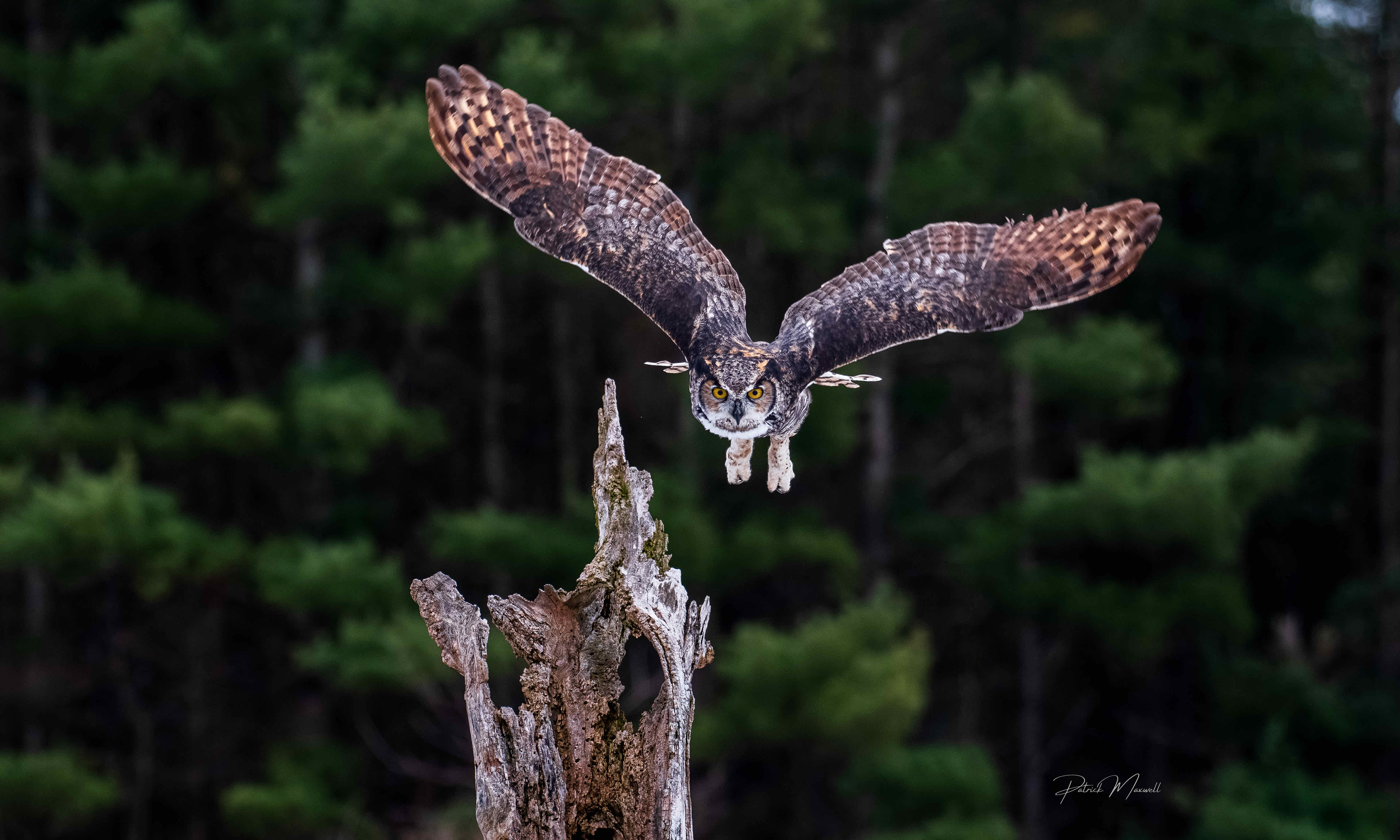 Great Horned Owl