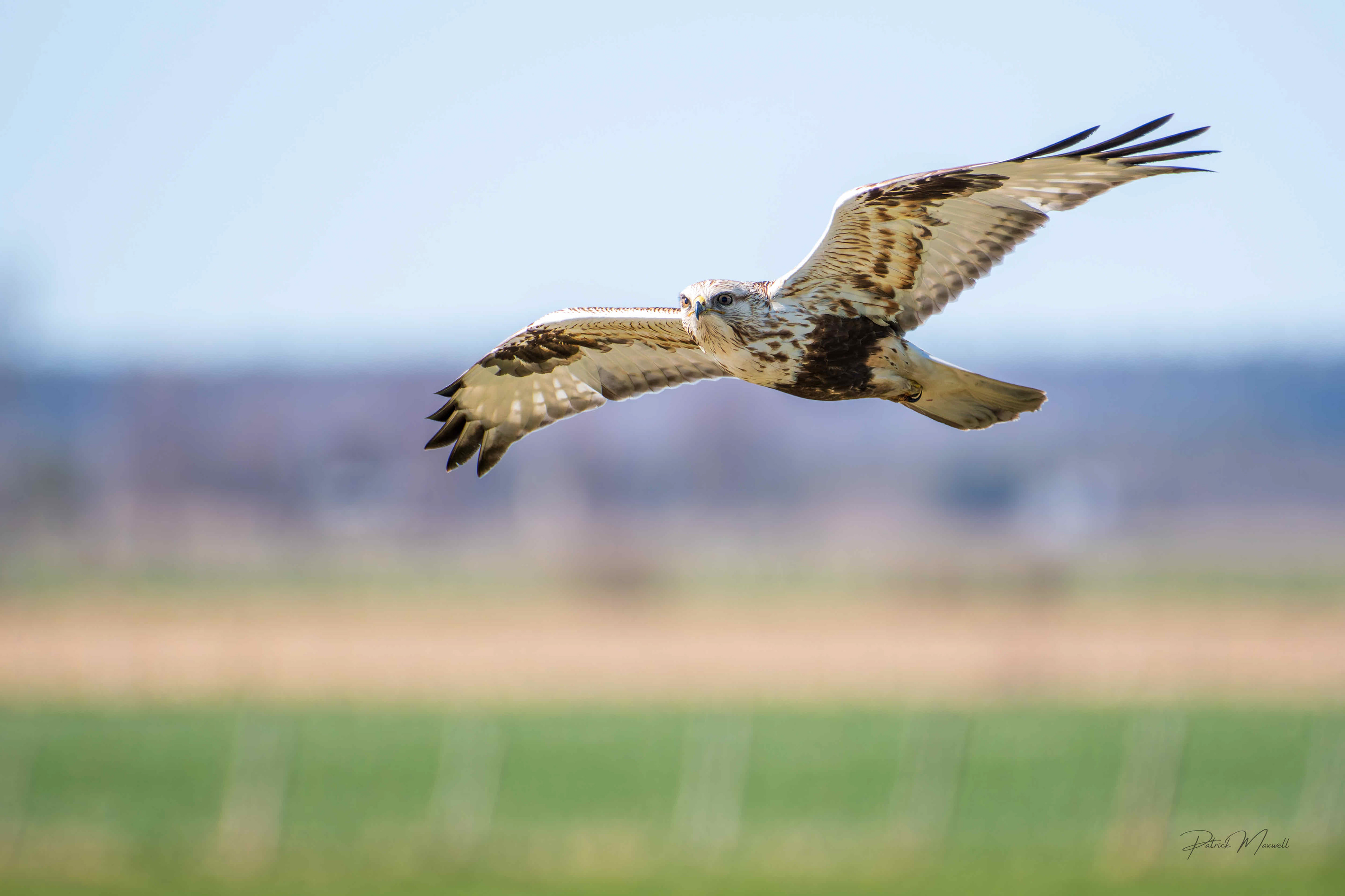 Rough-legged Hawk