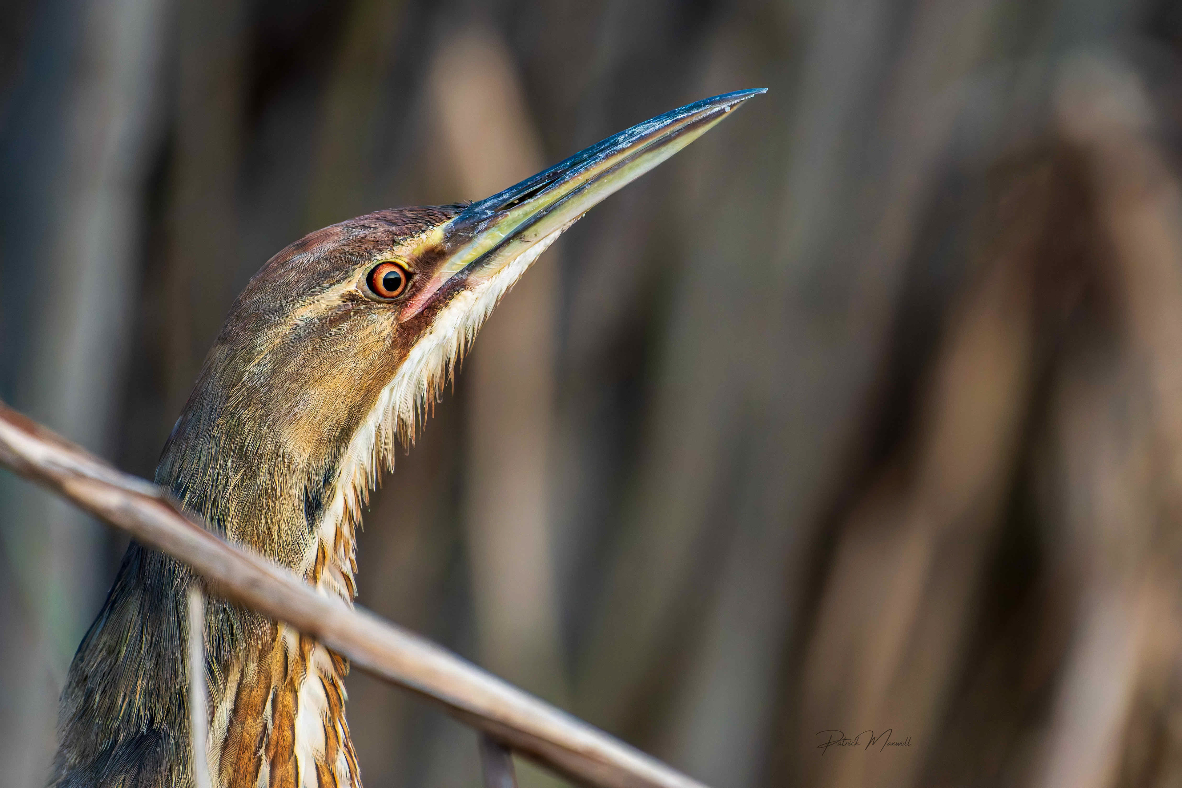 American Bittern