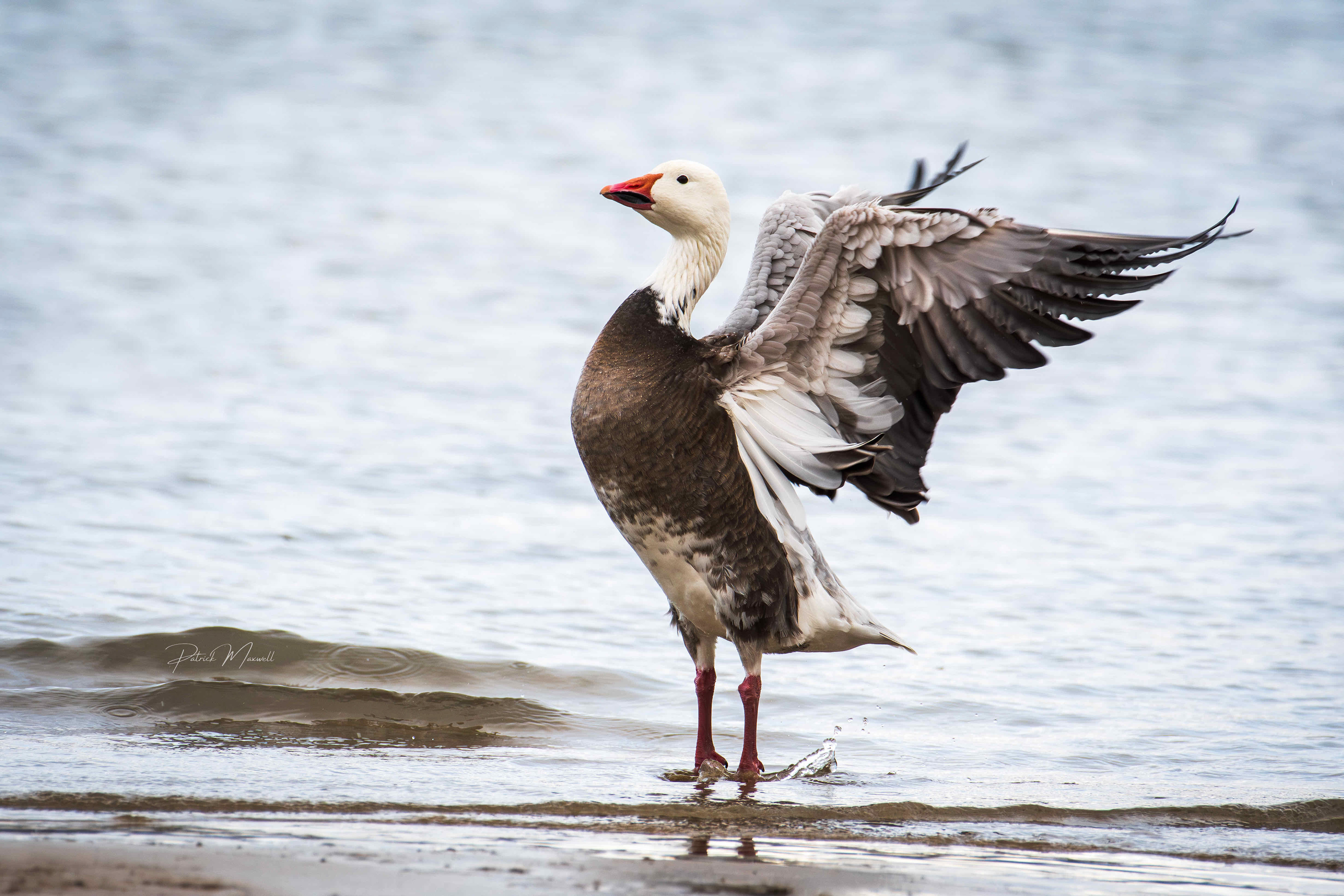 Blue-Morph Snow Goose