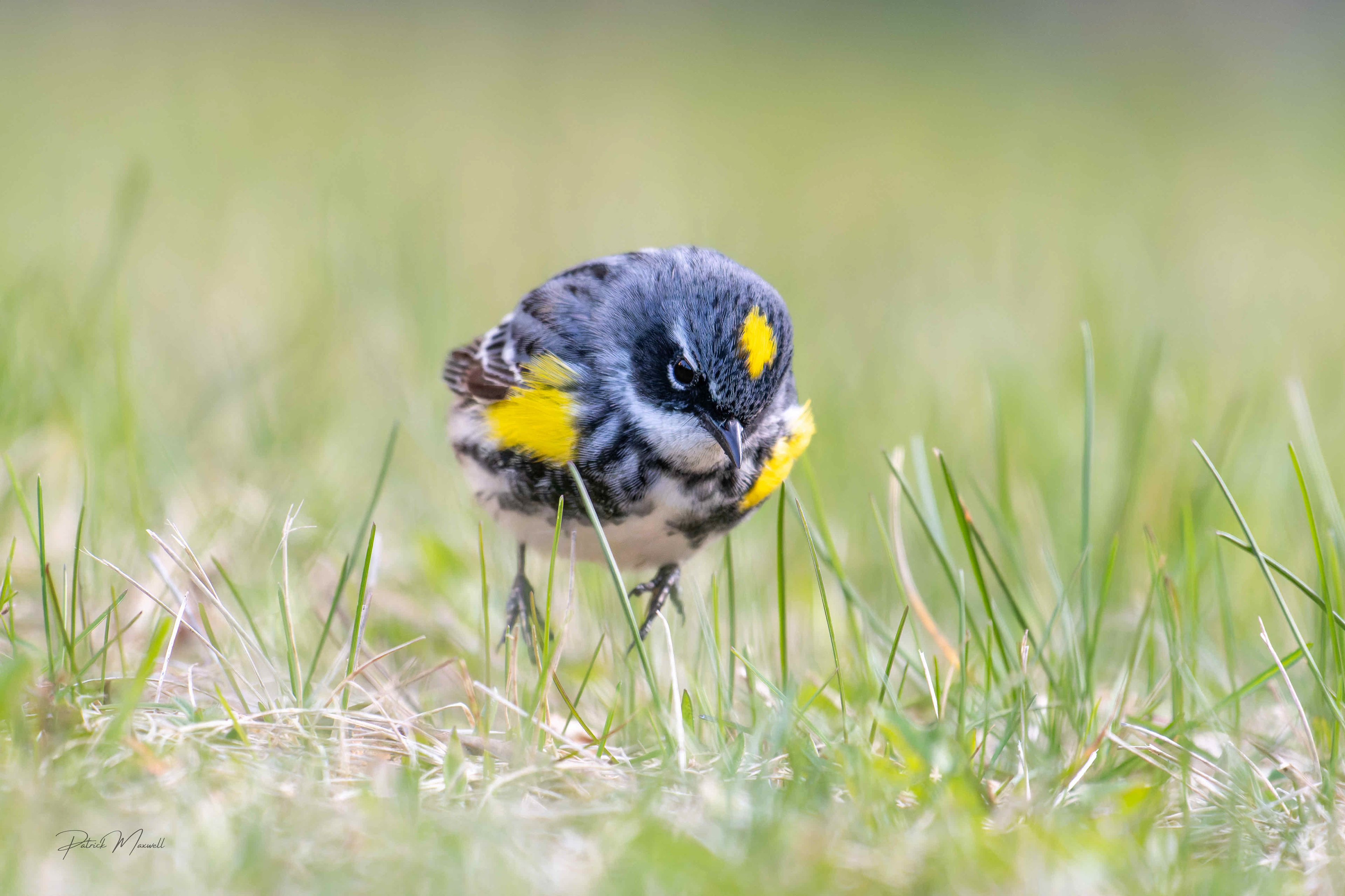 Yellow-rumped Warbler