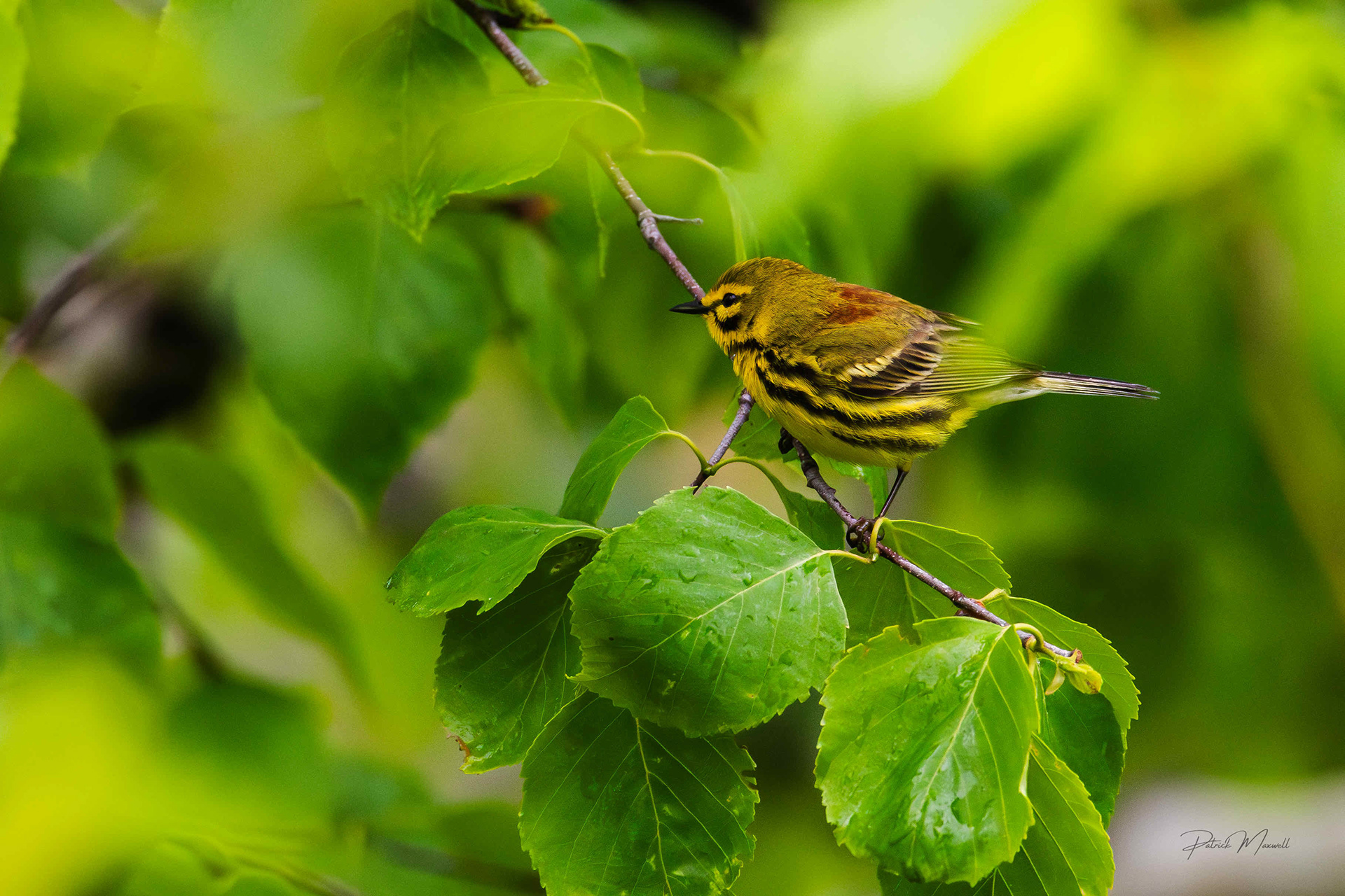 Prairie Warbler