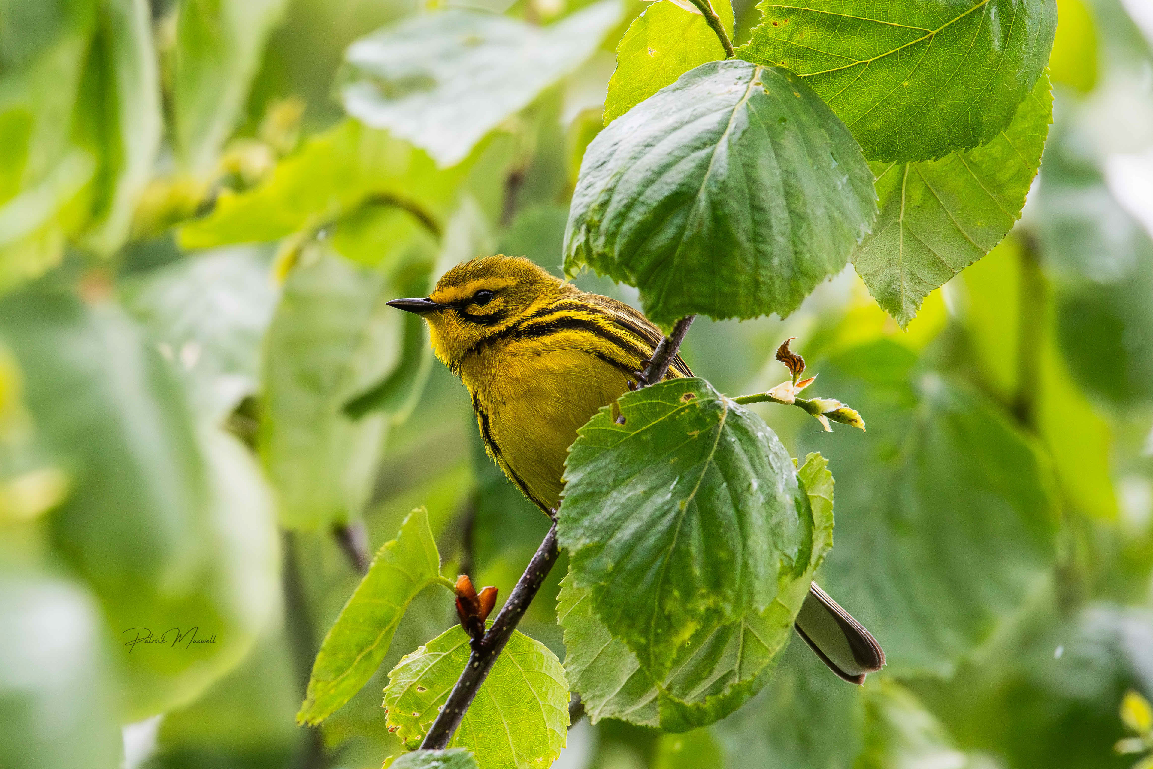 Prairie Warbler