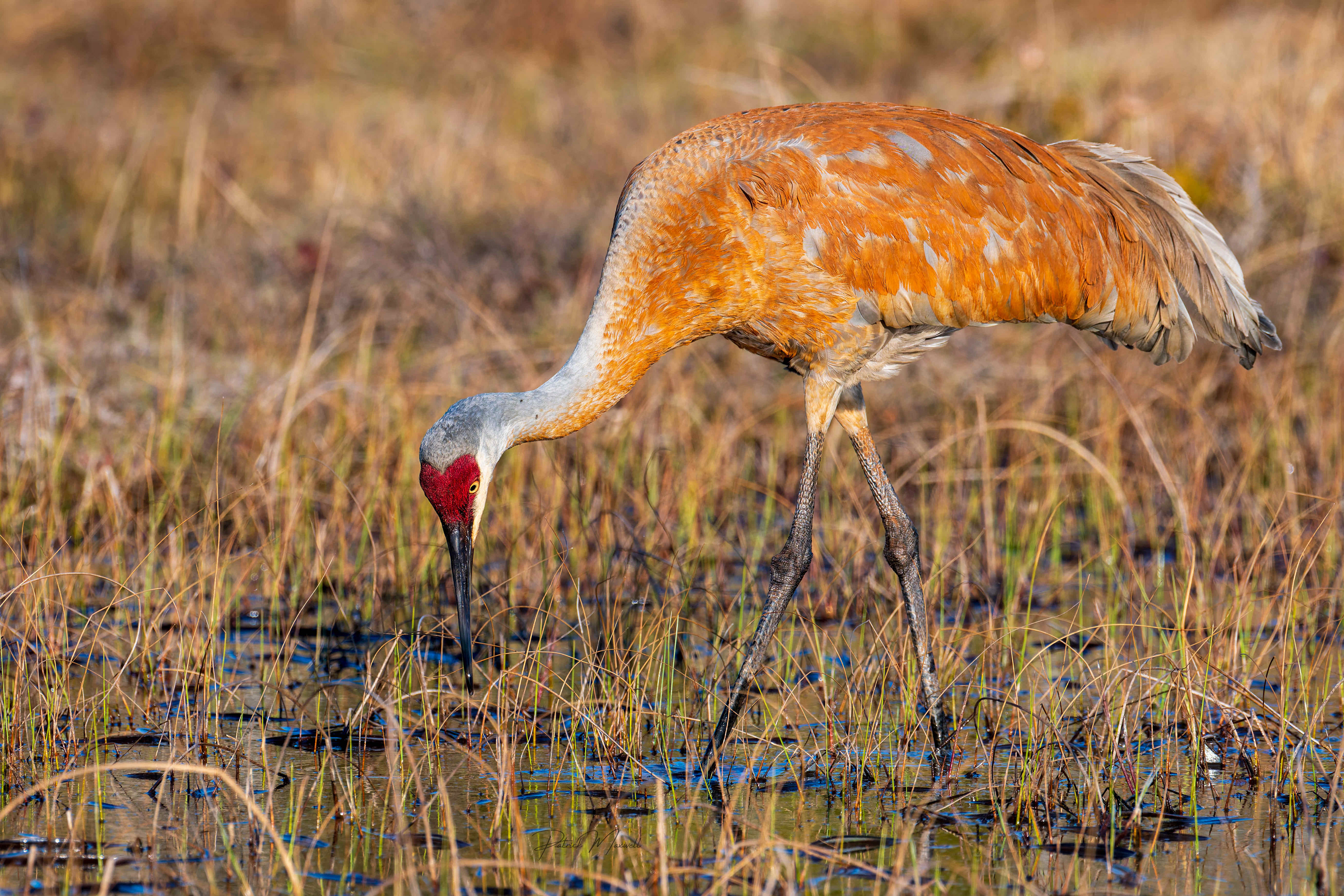 Sandhill Crane