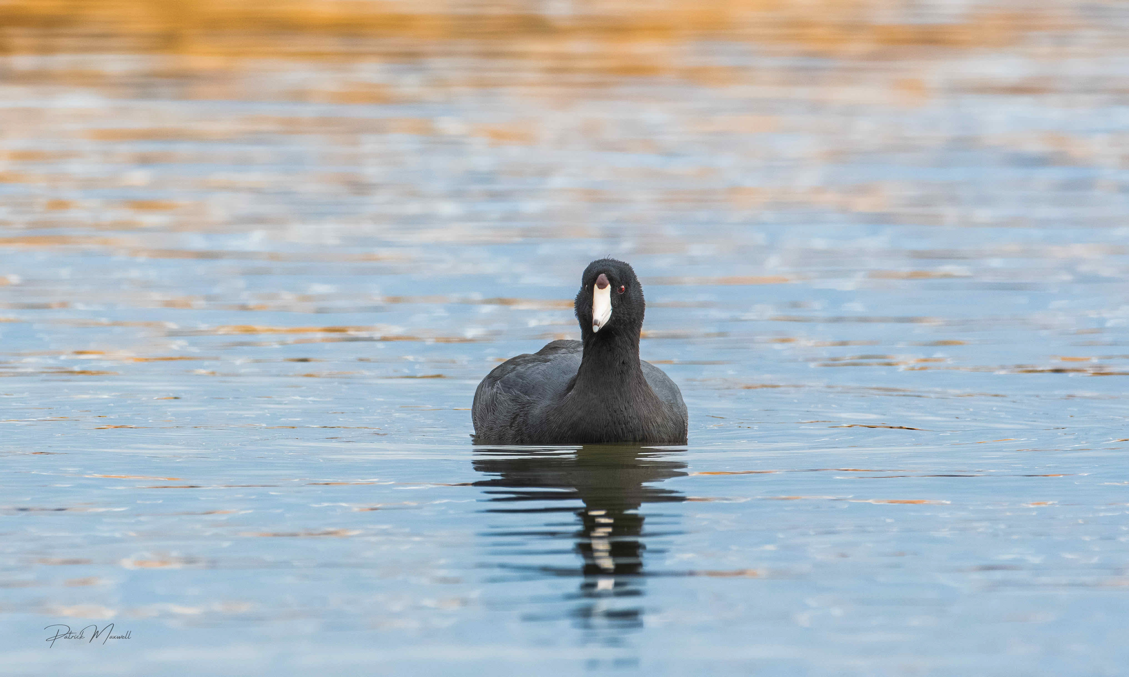 American Coot