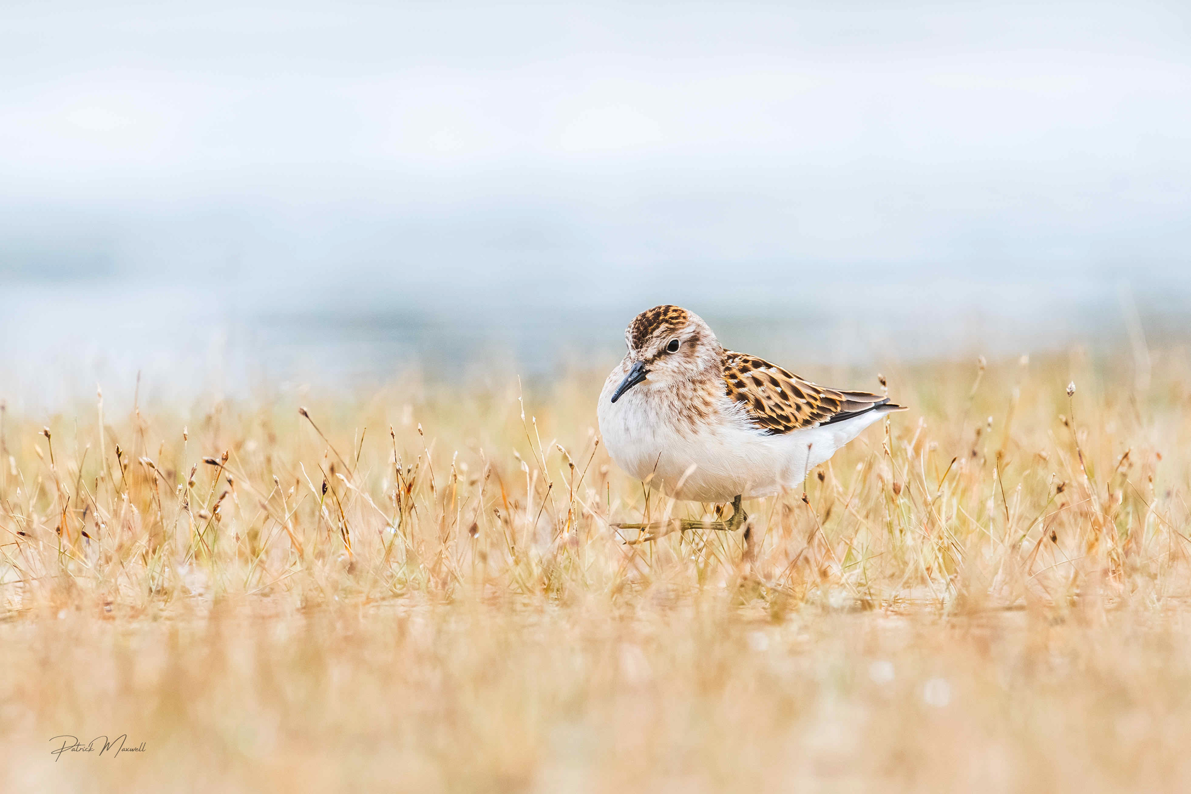 Least Sandpiper