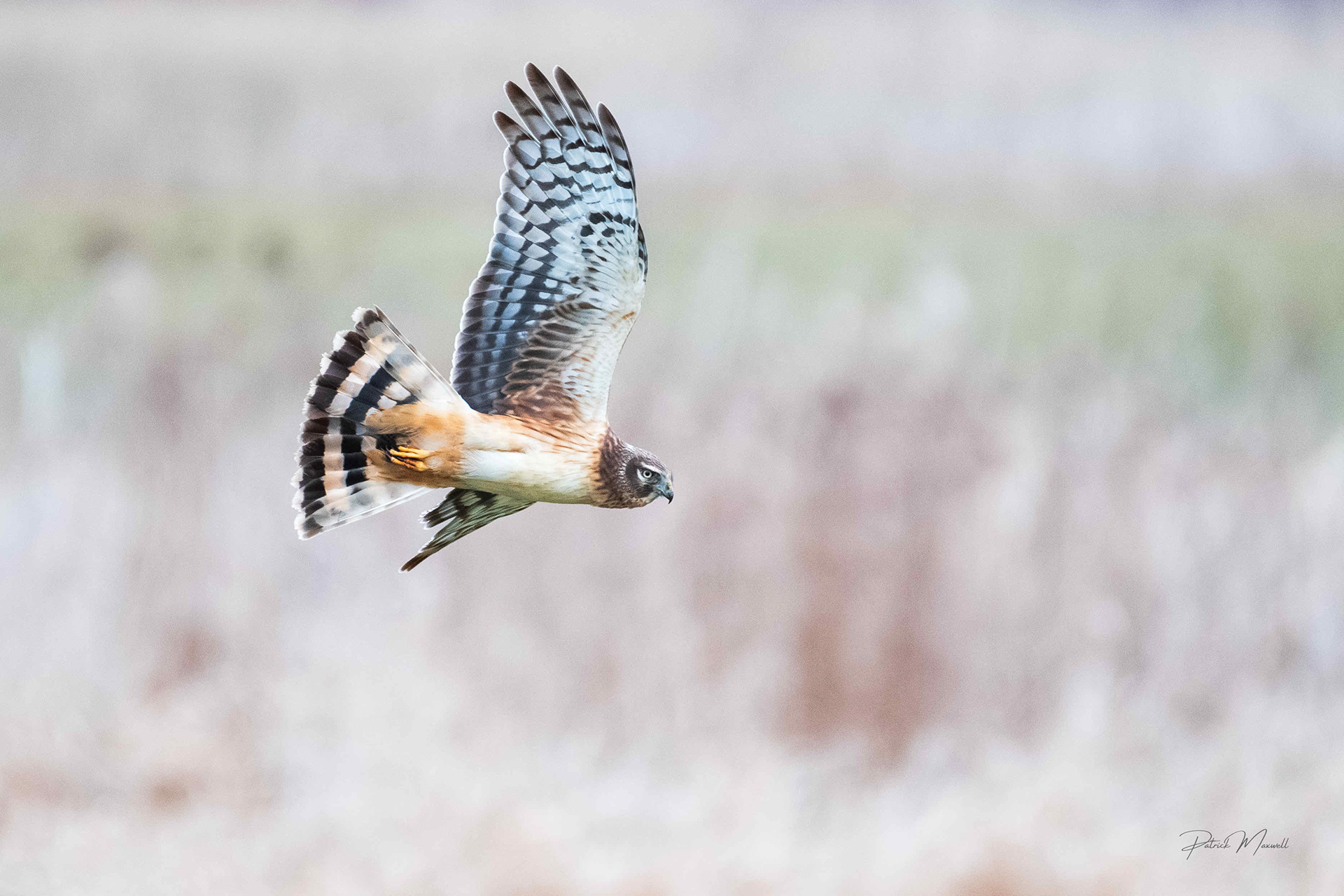 Northern Harrier