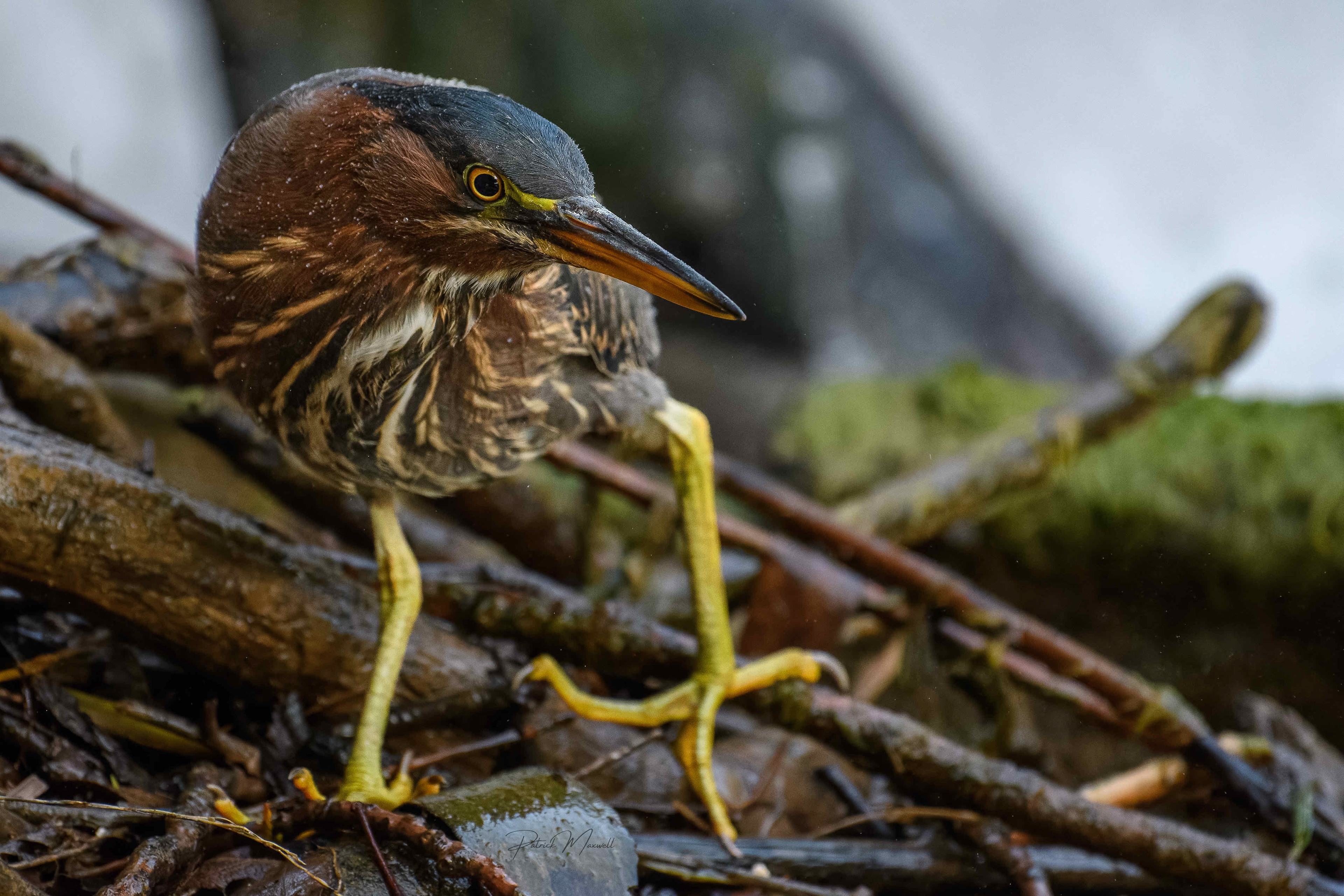 Green Heron