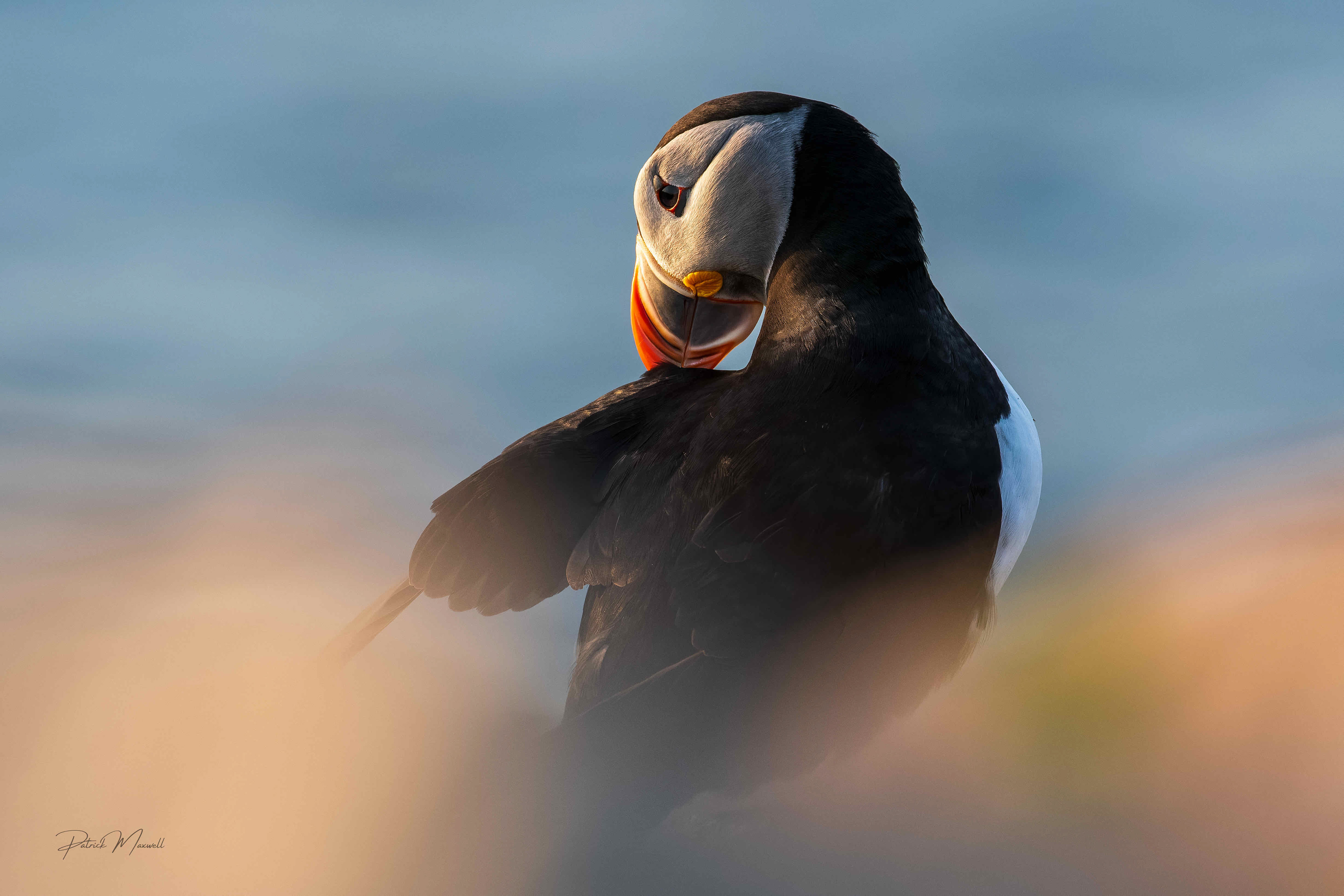 Atlantic Puffin