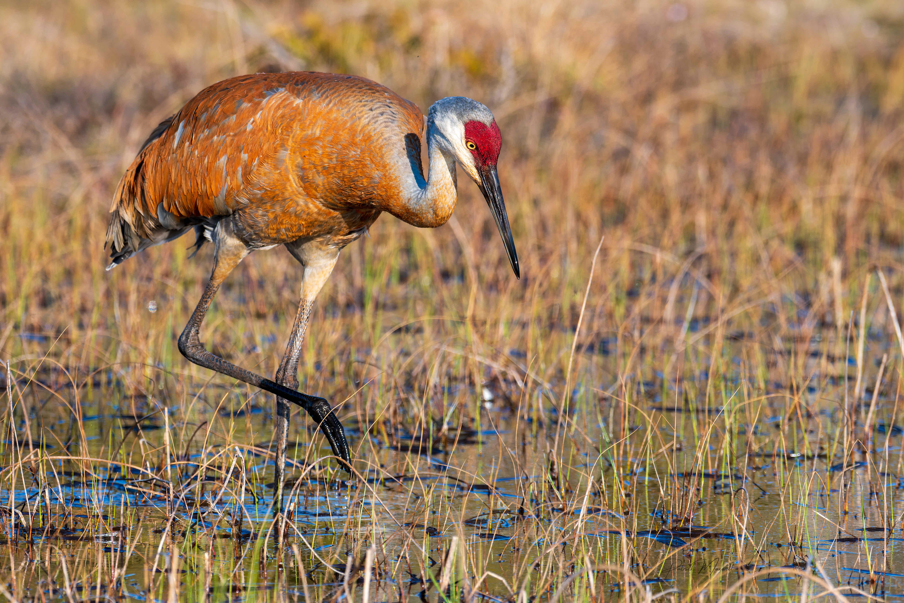 Sandhill Crane