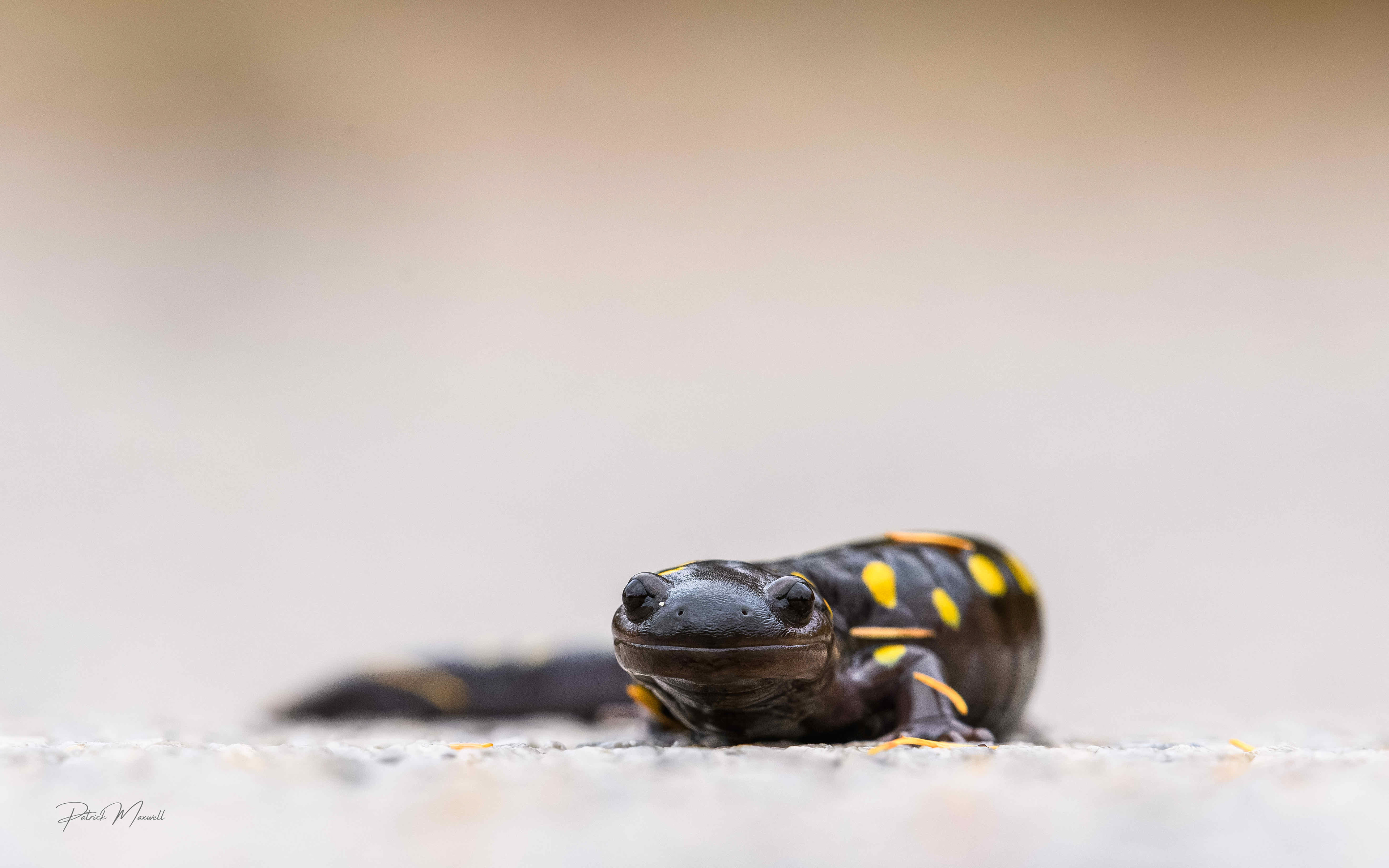Spotted Salamander