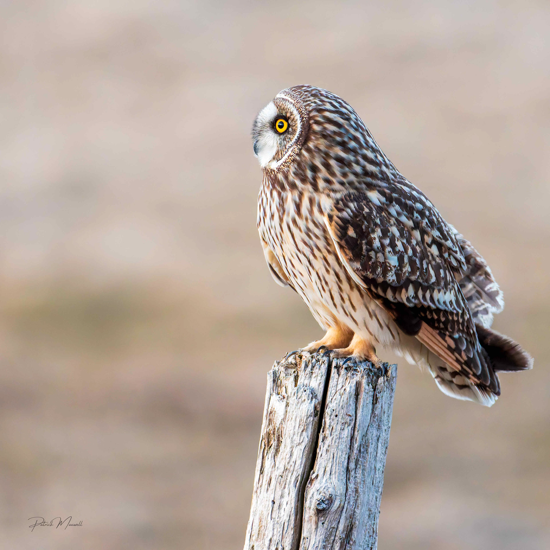 Short-eared Owl