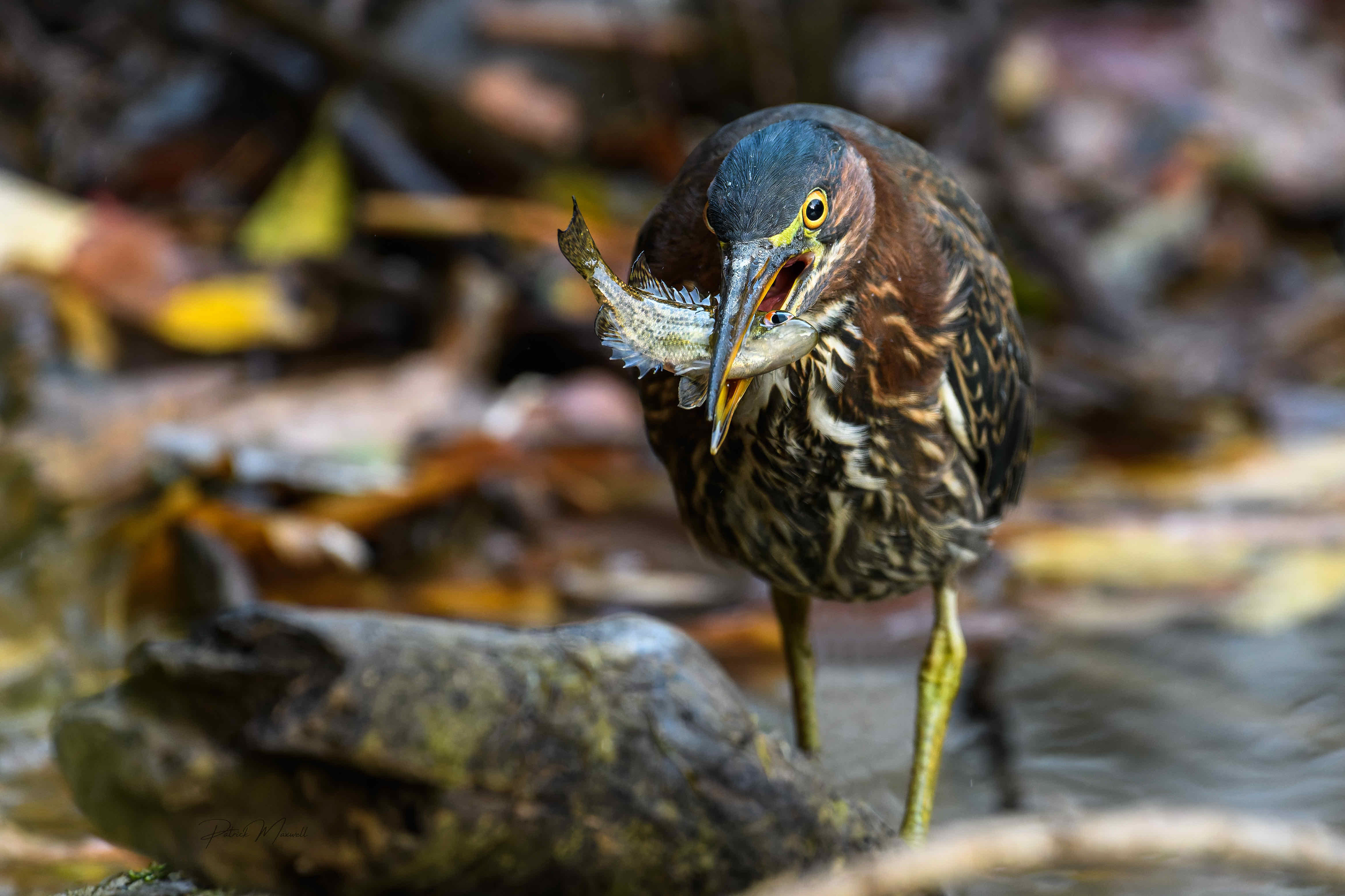 Green Heron
