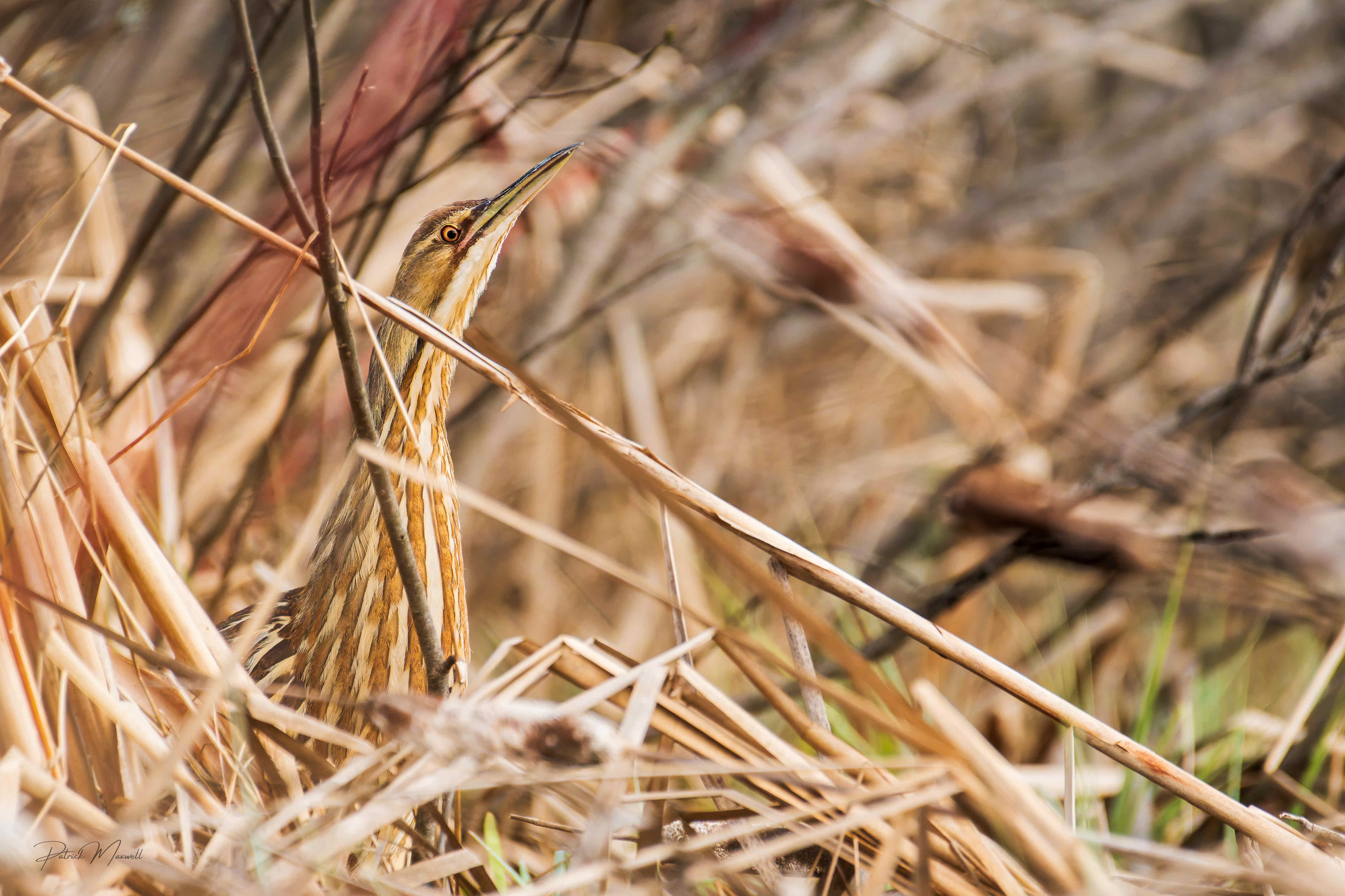 American Bittern