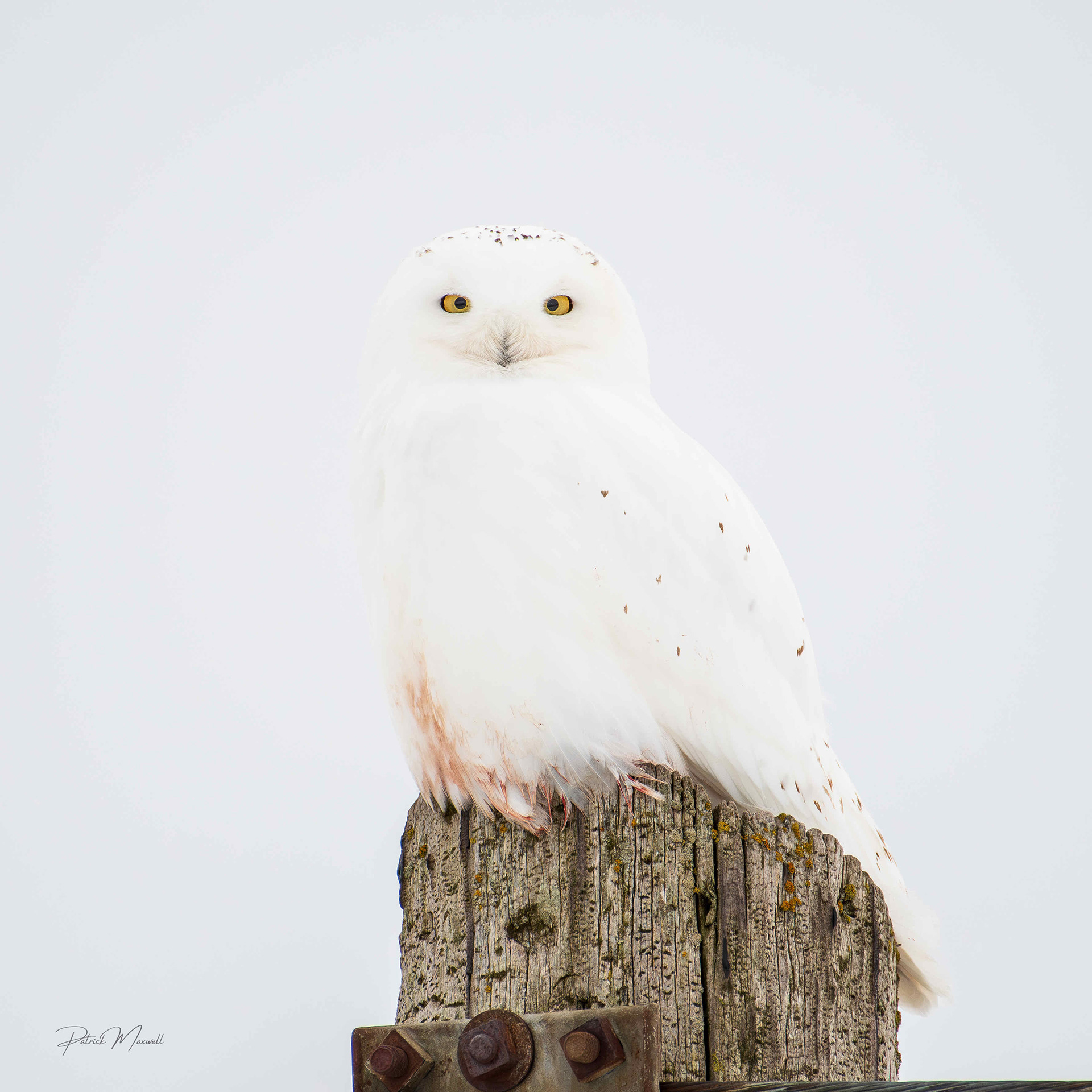Snowy Owl