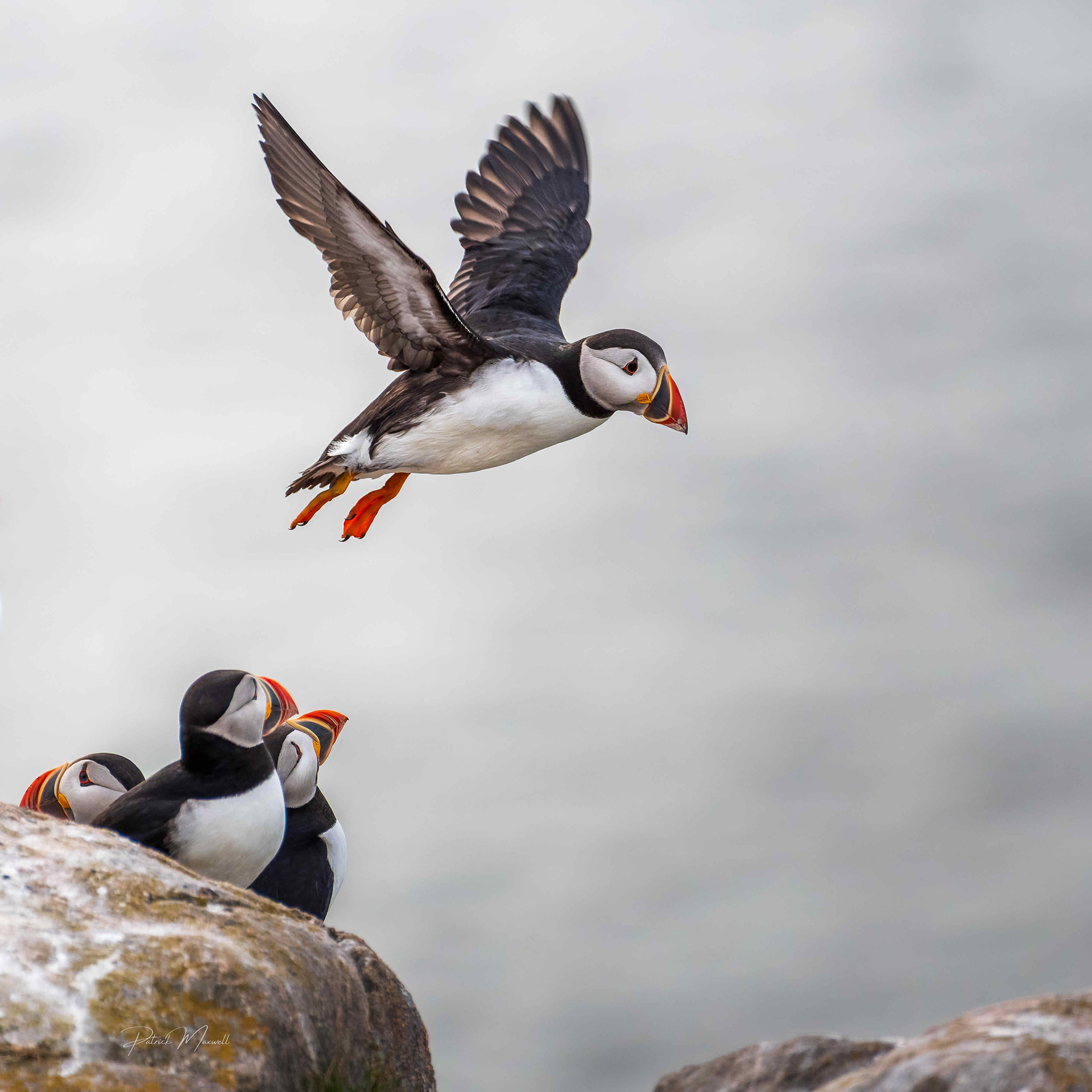 Atlantic Puffin