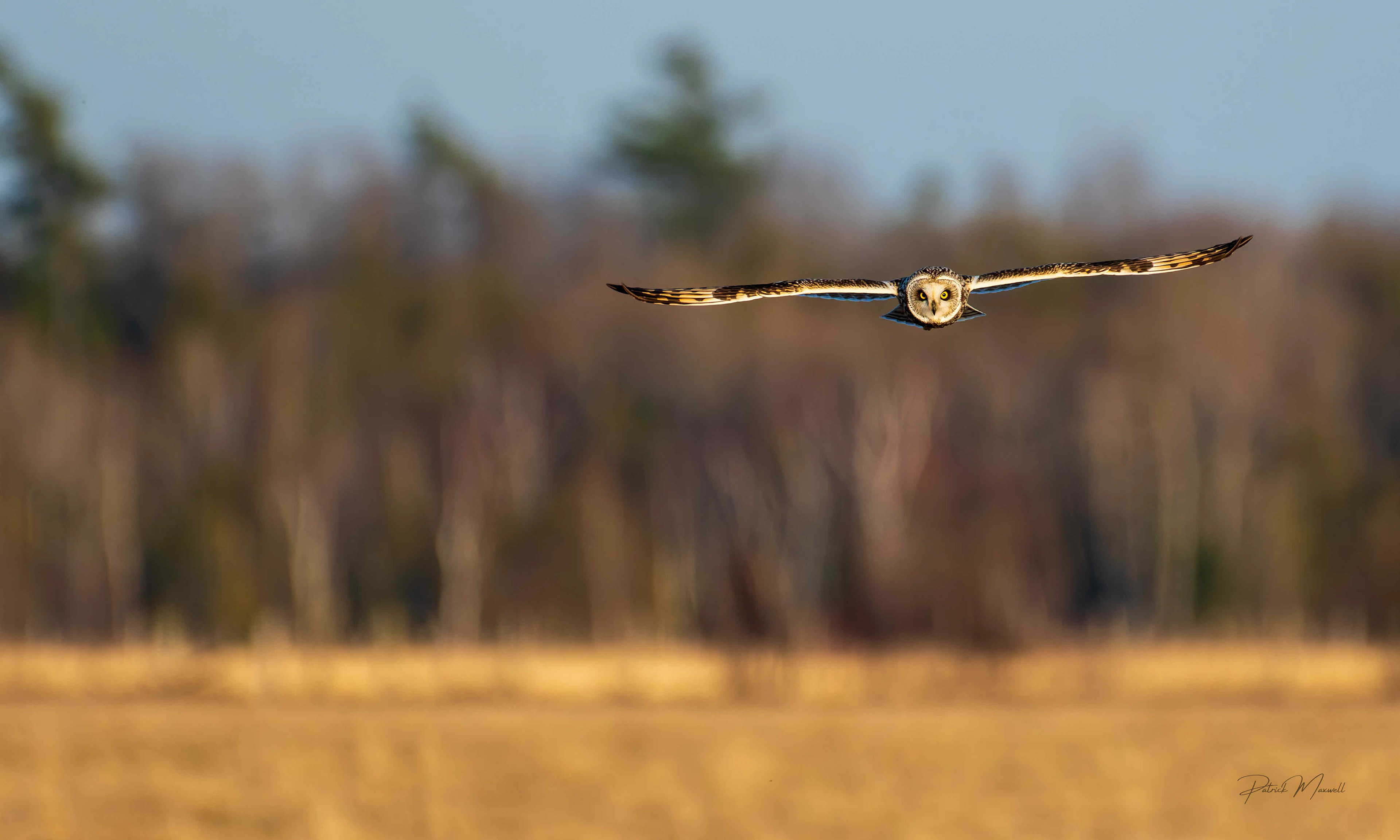 Short-eared Owl
