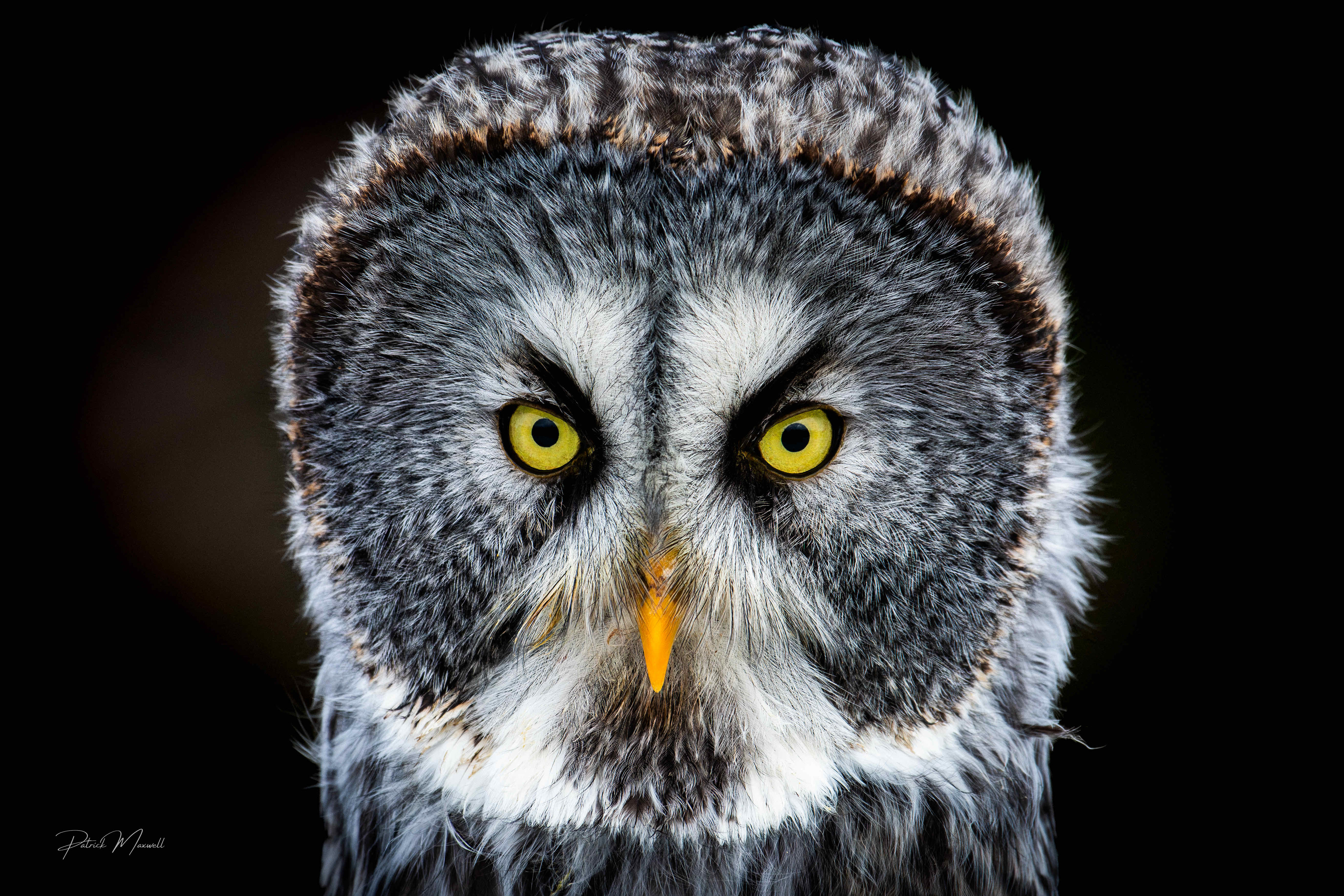 Great Grey Owl