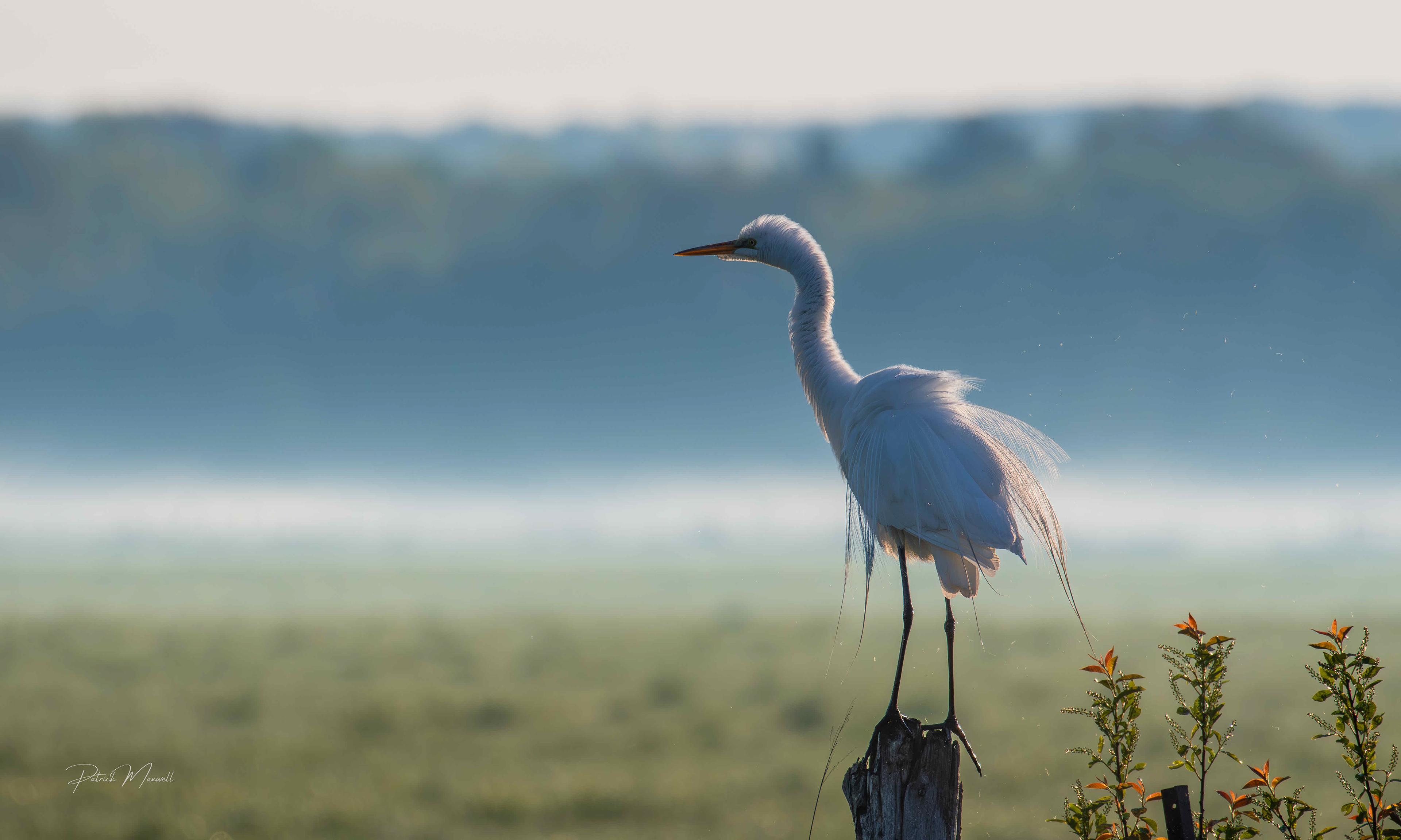 Great Egret