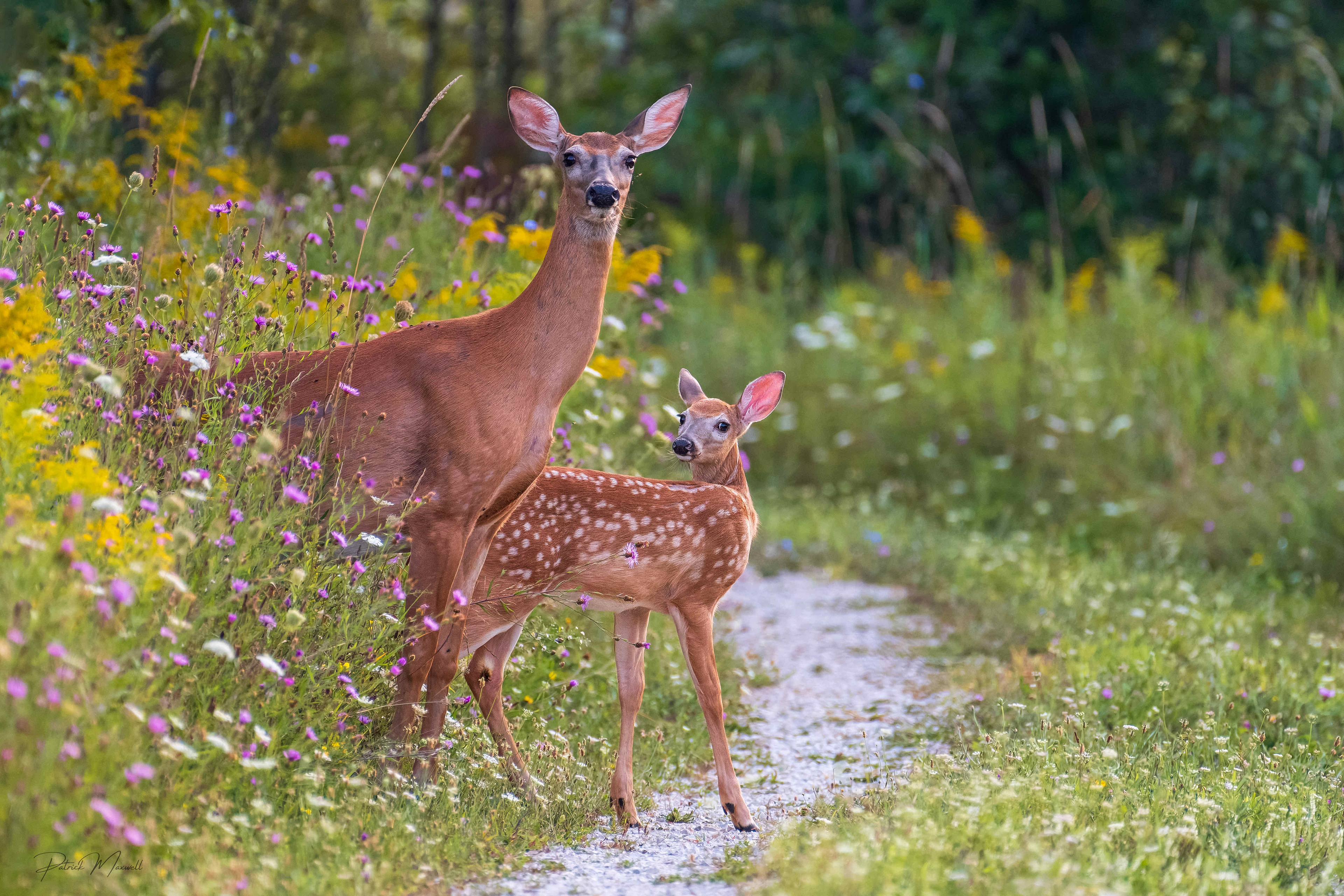 White-tailed Deer - Doe & Fawn